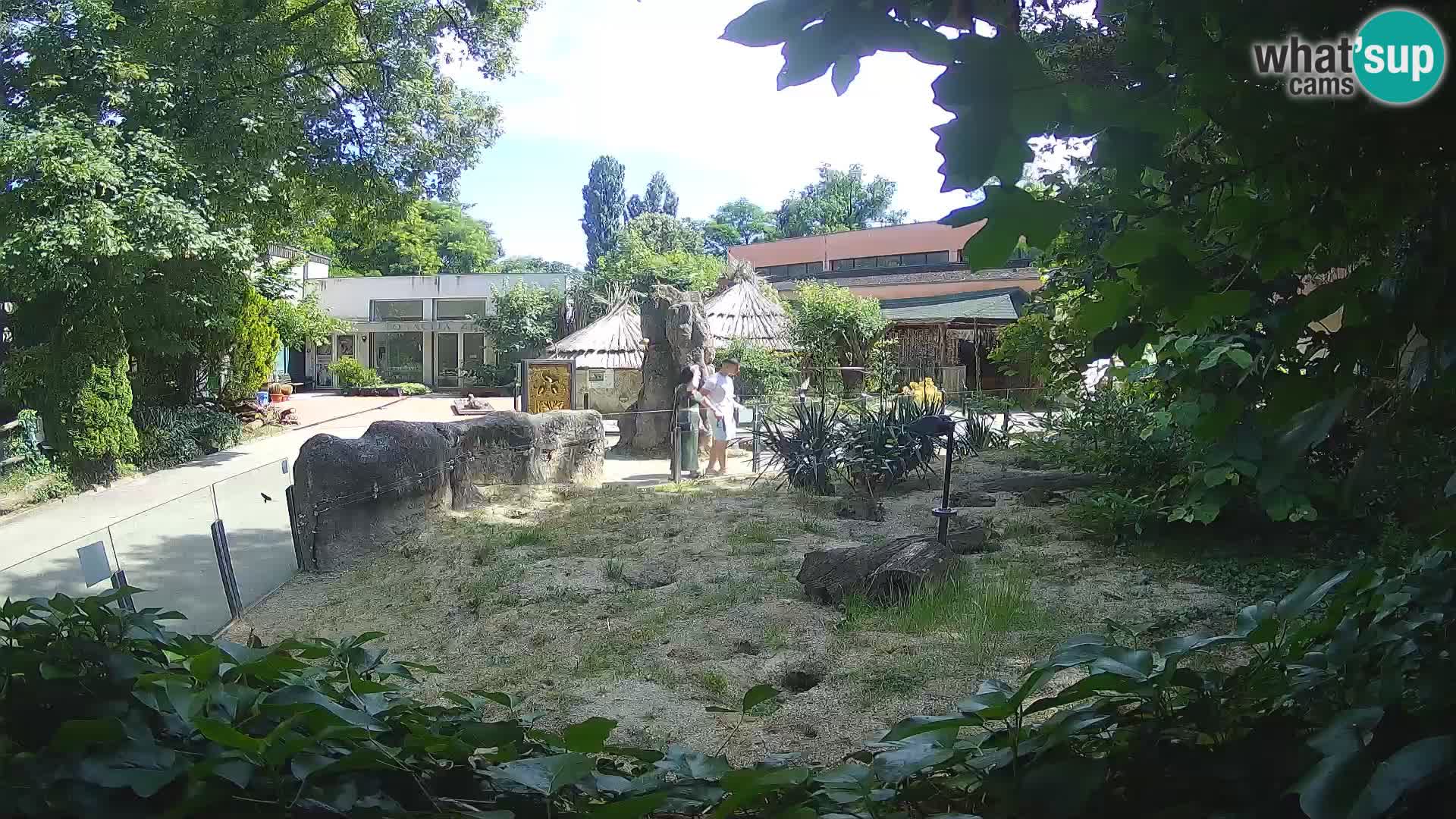 Zoo Zagreb – Suricata