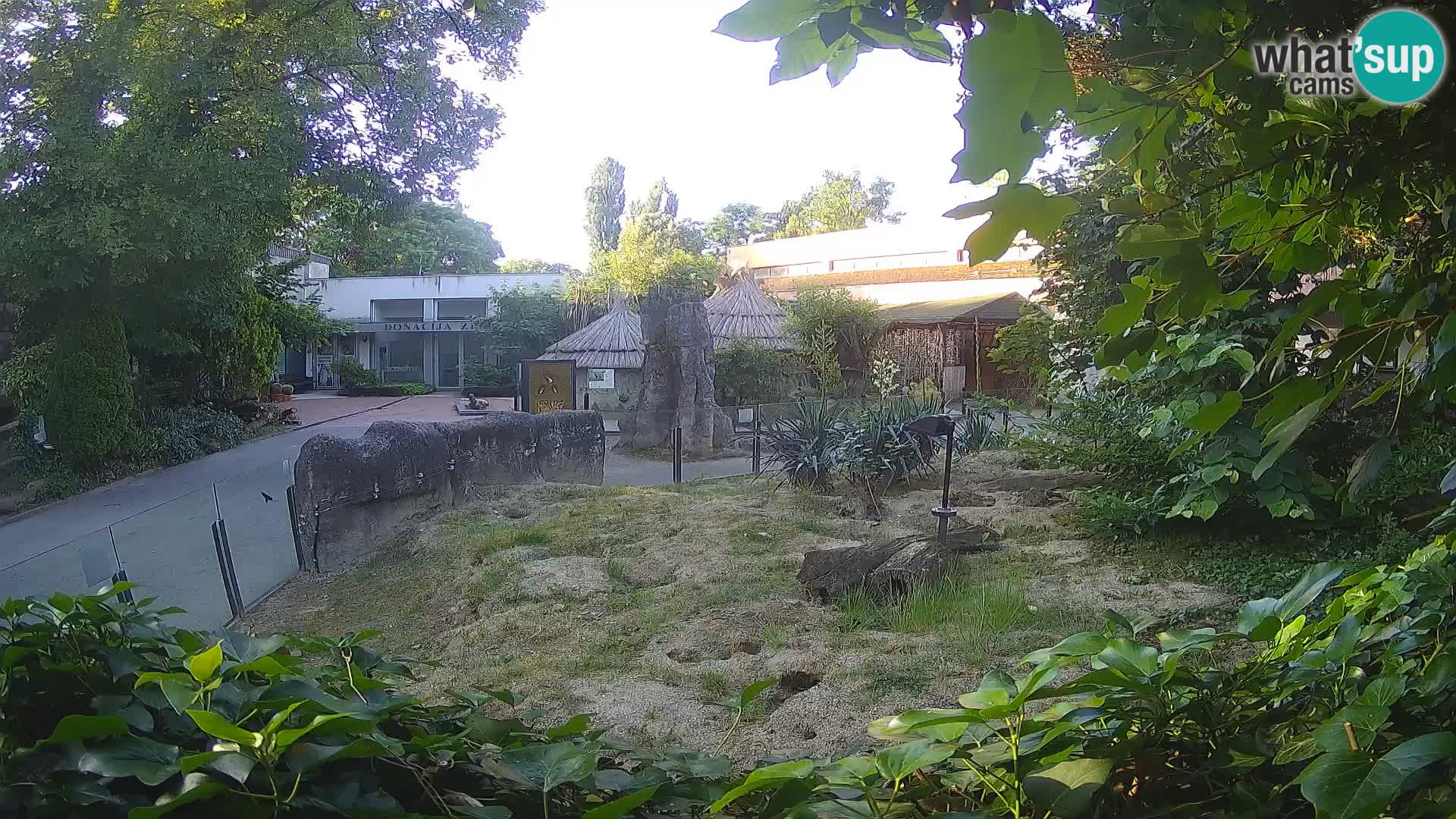 Zoo Zagreb – Meerkat (Suricate)