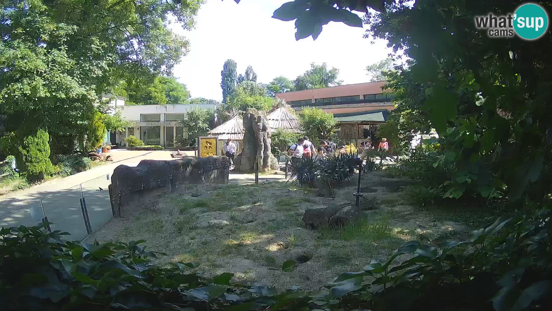 Zoo Zagreb – Suricata