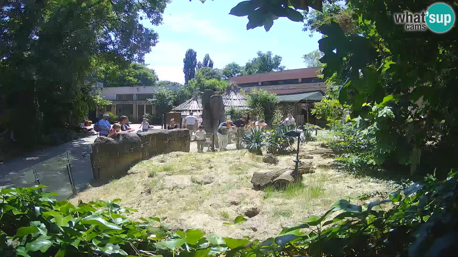 Zoo Zagreb – Meerkat (Suricate)