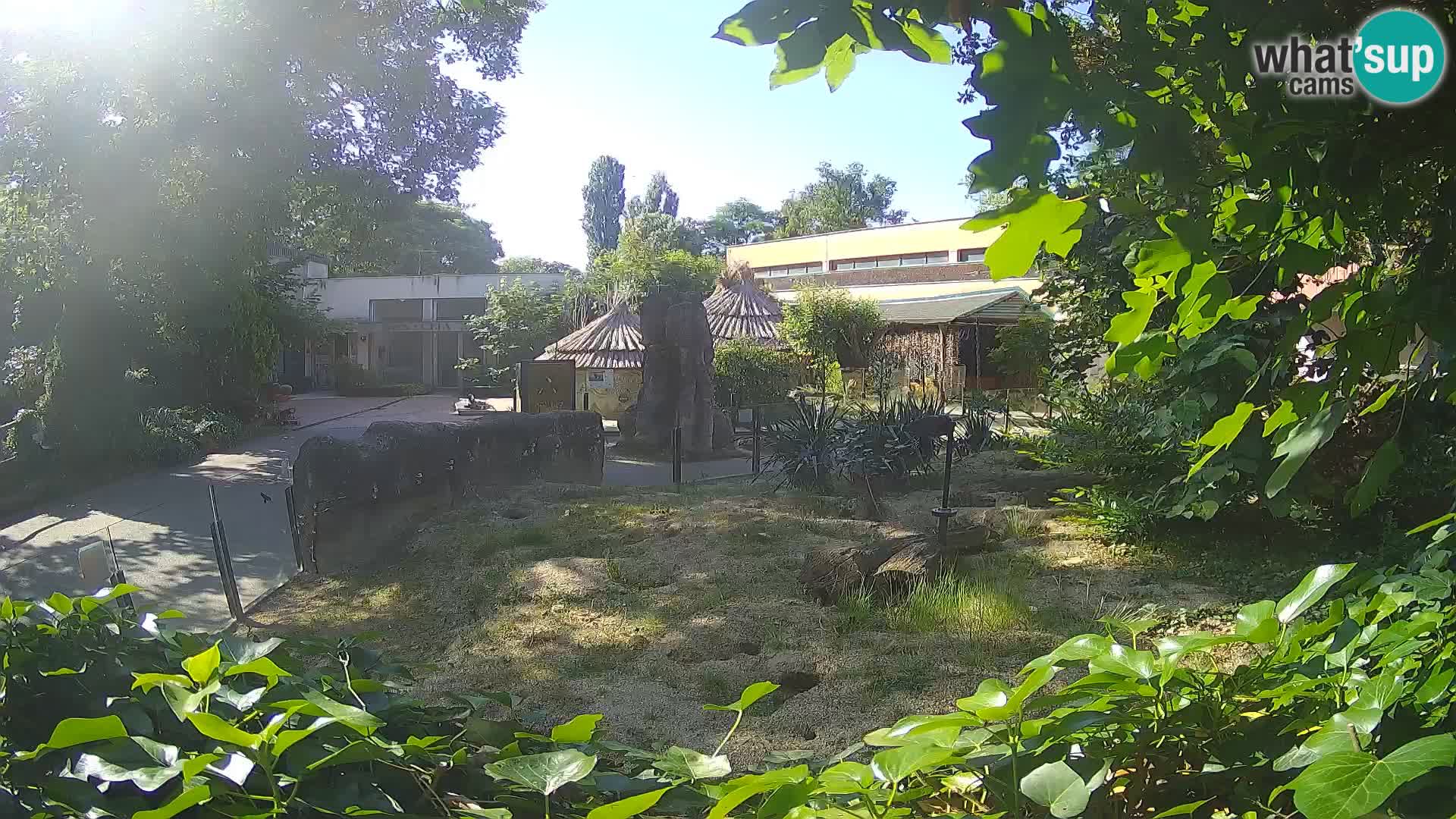 Zoo Zagreb – Erdmännchen