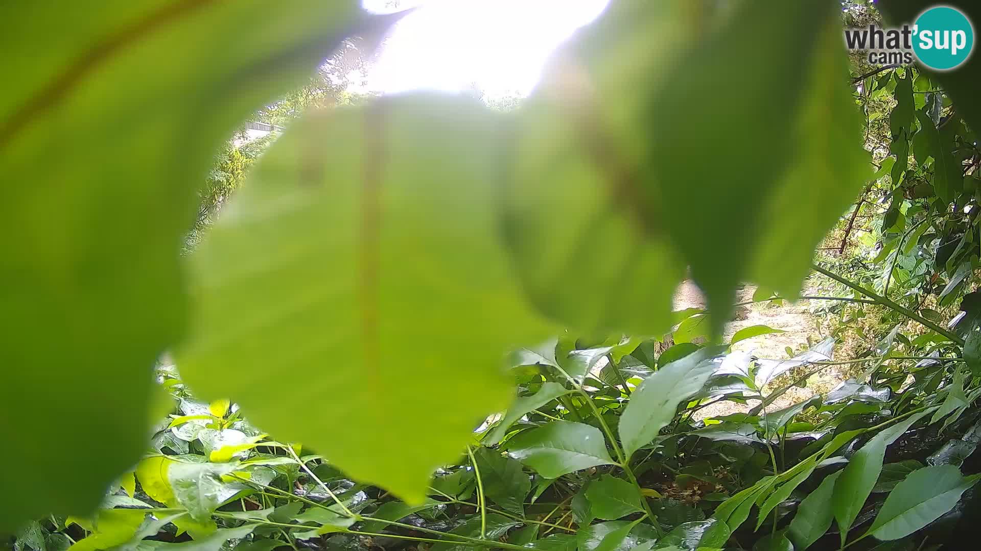 Zoo Zagreb – Erdmännchen