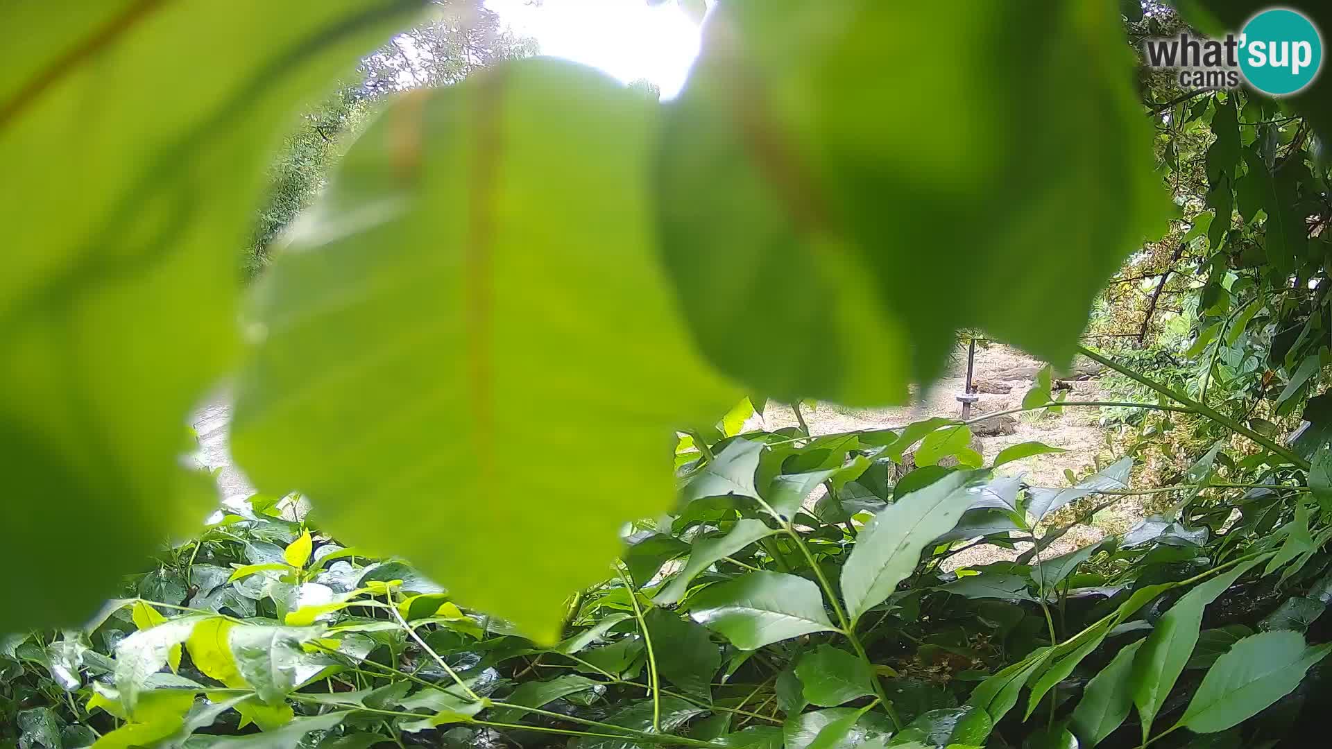 Zoo Zagreb – Merkat