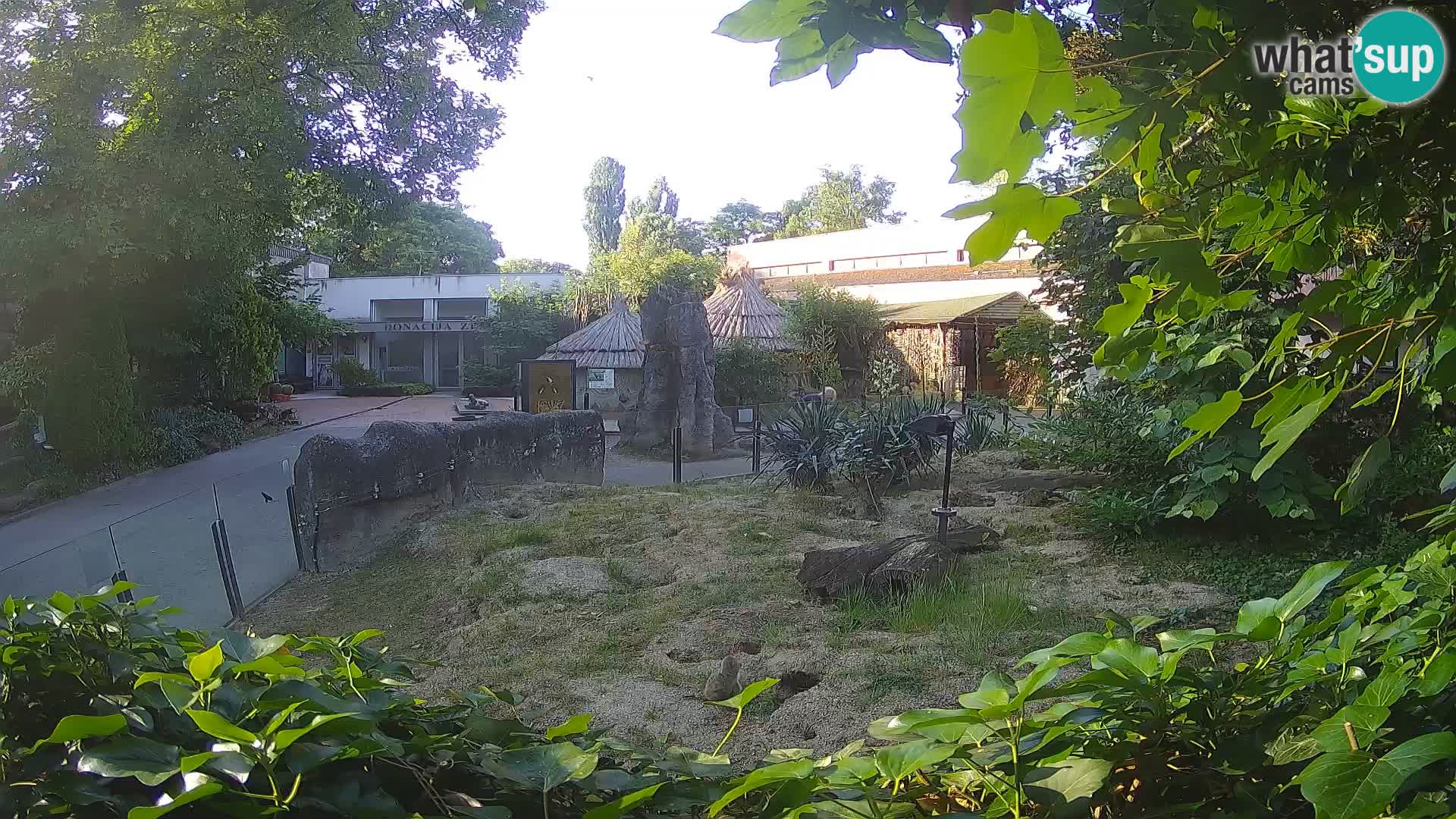 Zoo Zagreb – Suricata