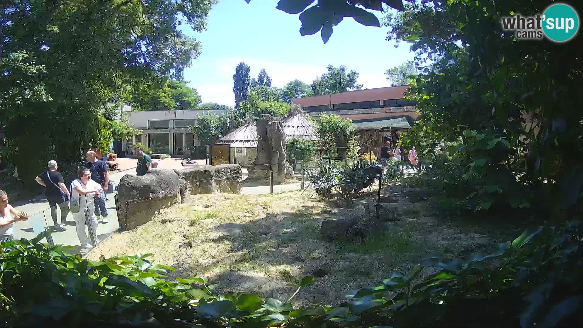Zoo Zagreb – Meerkat (Suricate)