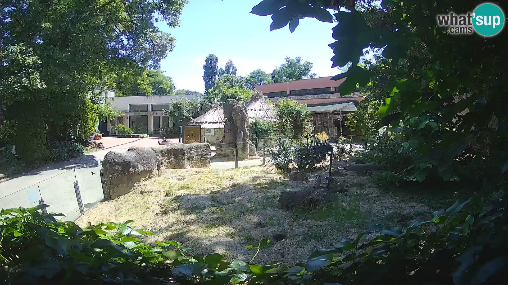 Zoo Zagreb – Meerkat (Suricate)