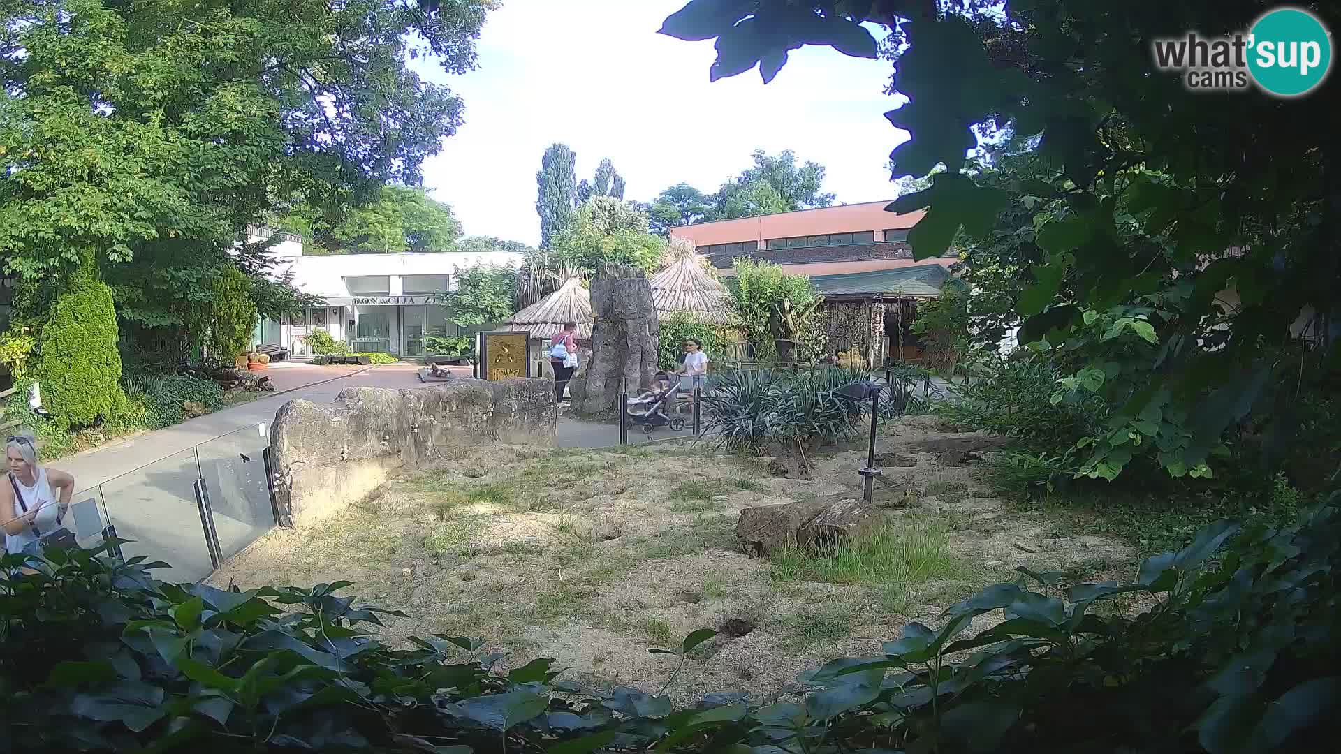 Zoo Zagreb – Suricata