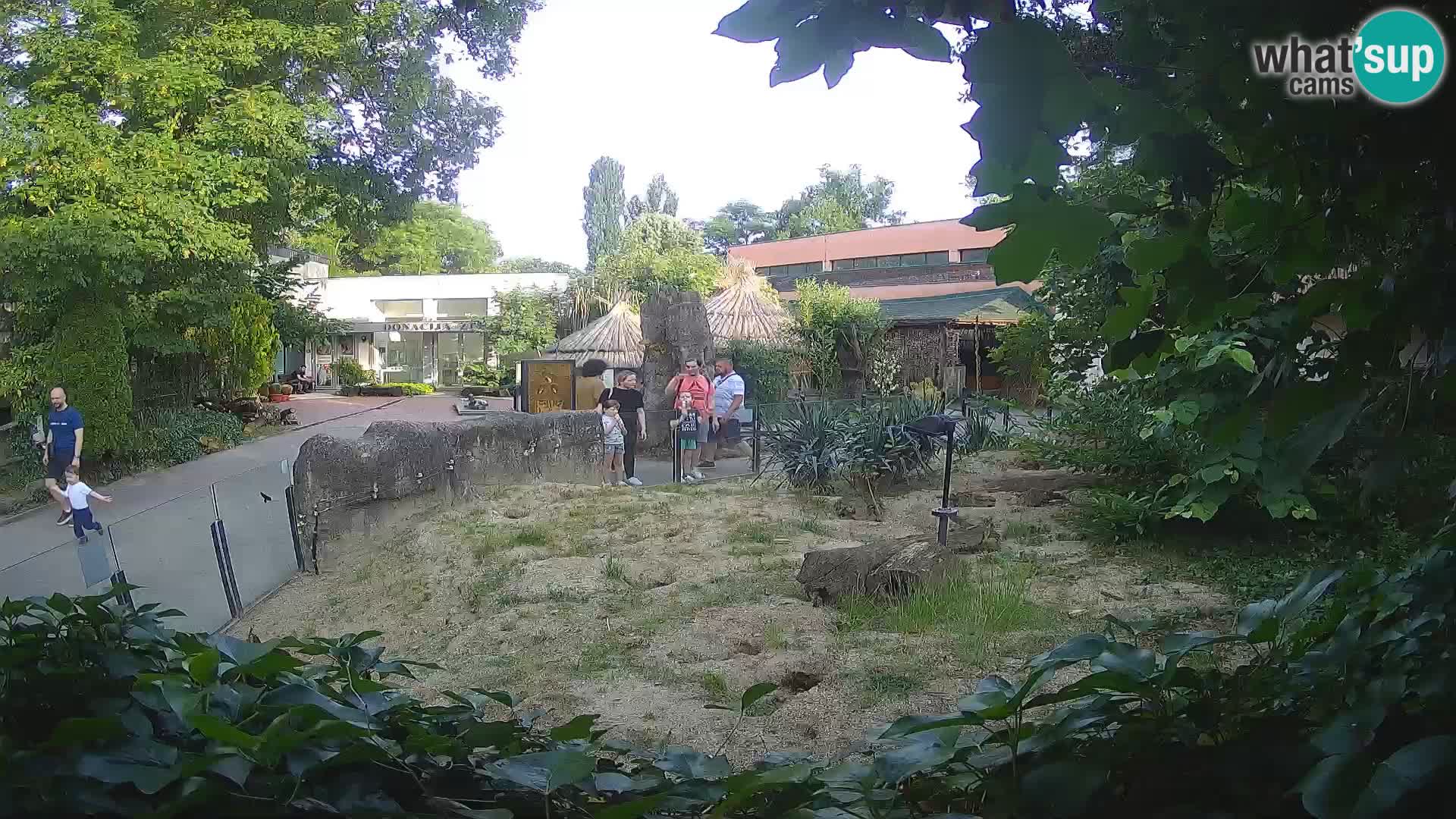 Zoo Zagreb – Surikate