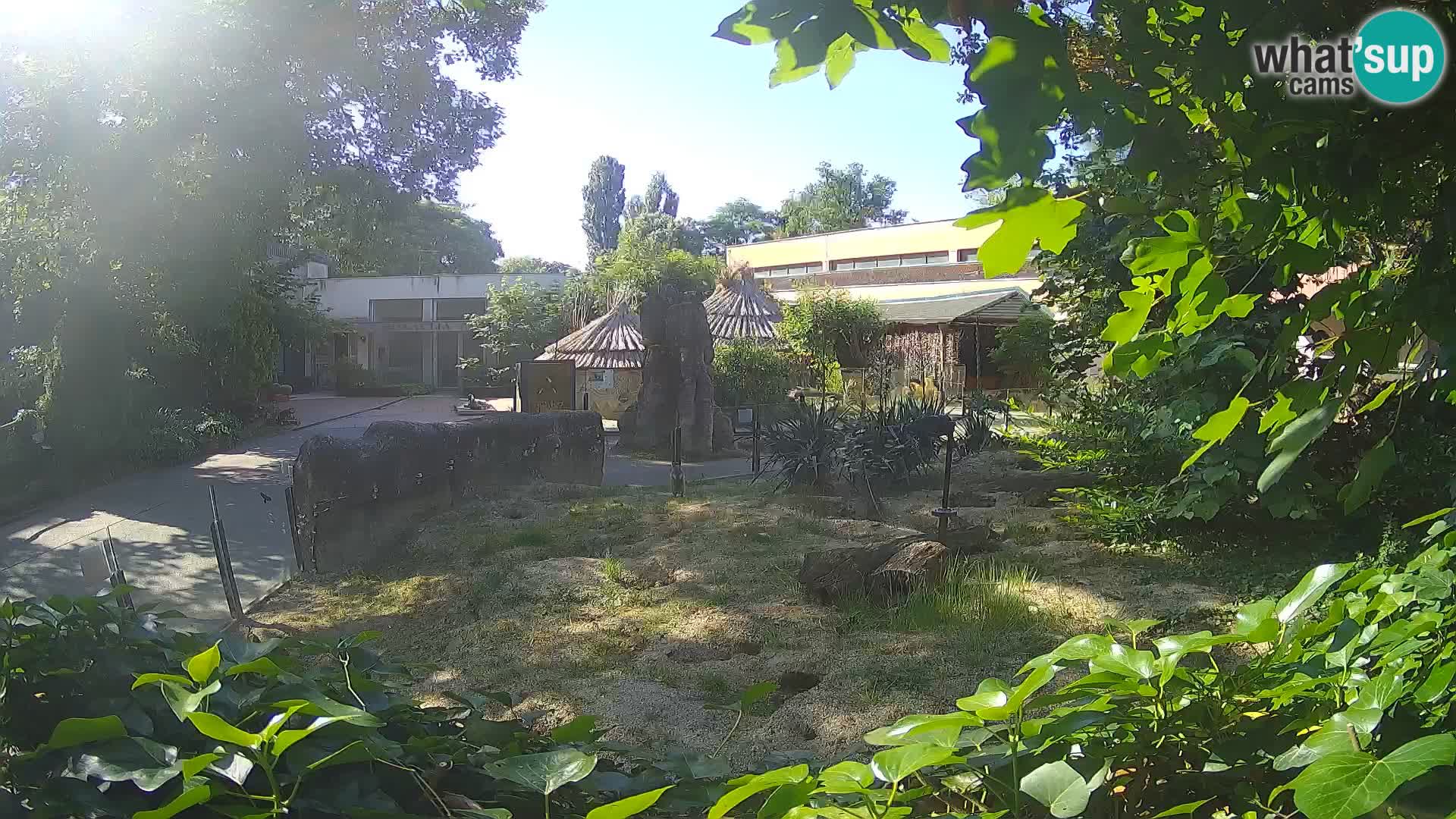 Zoo Zagreb – Meerkat (Suricate)