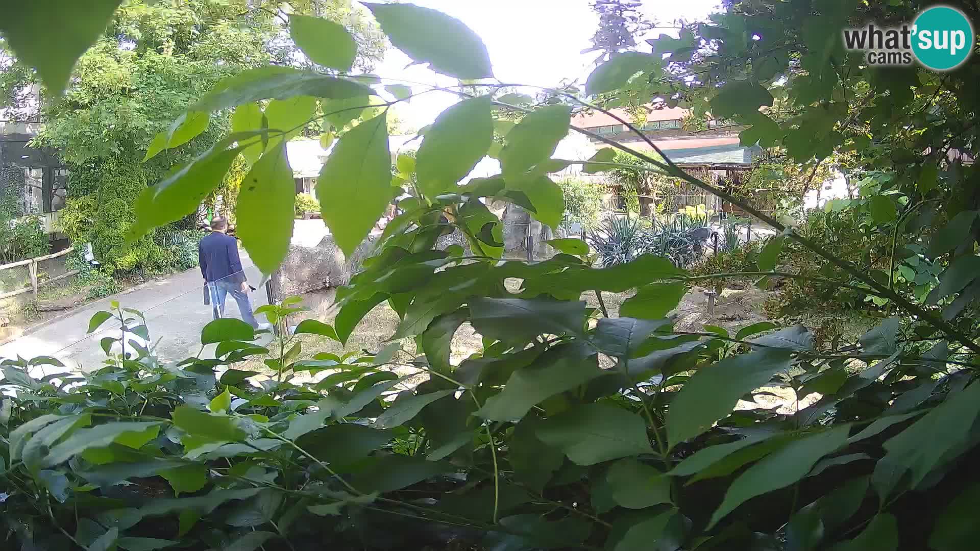 Zoo Zagreb – Meerkat (Suricate)