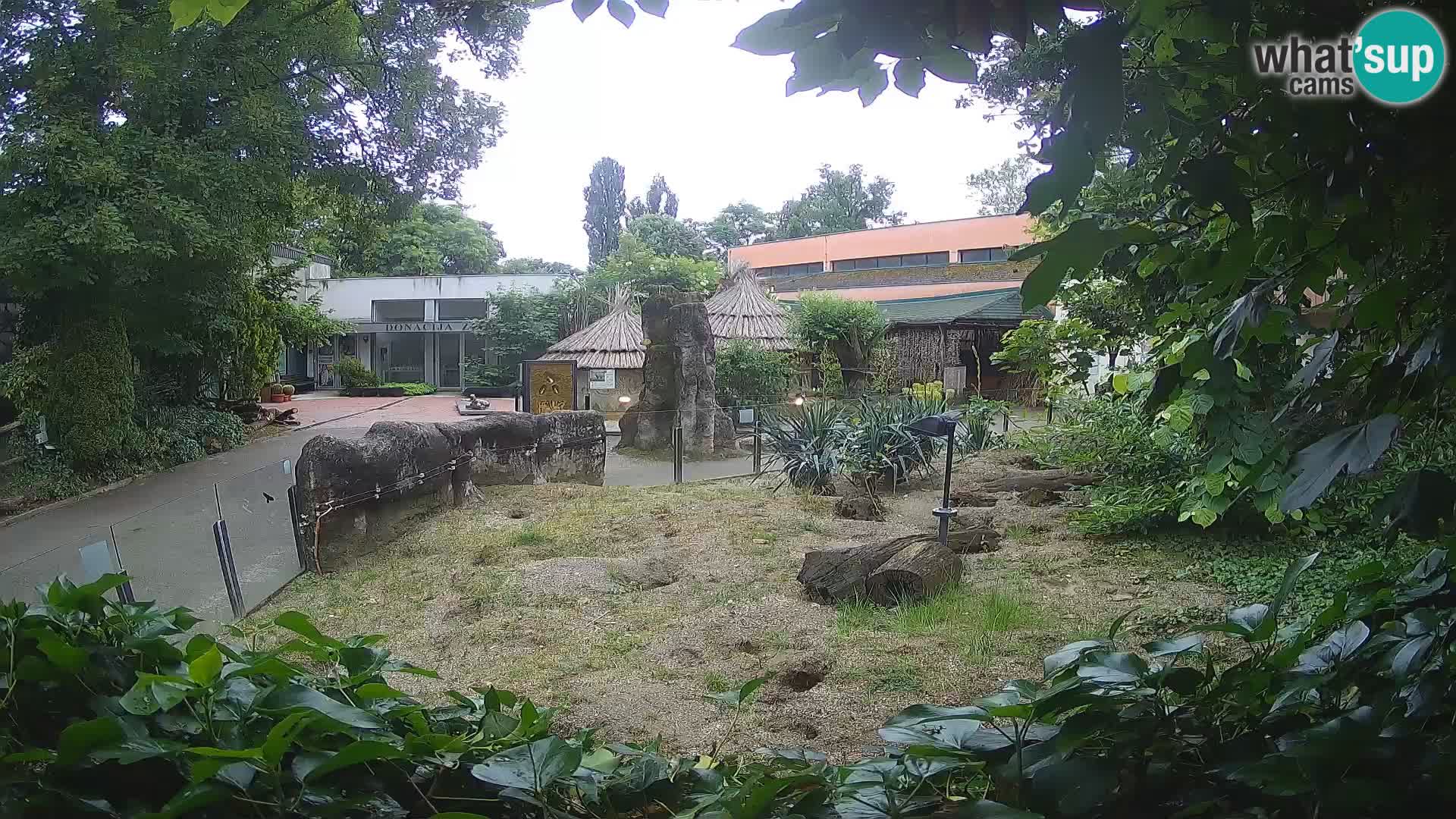 Zoo Zagreb – Meerkat (Suricate)