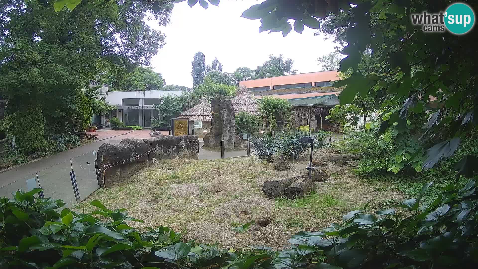Zoo Zagreb – Suricata