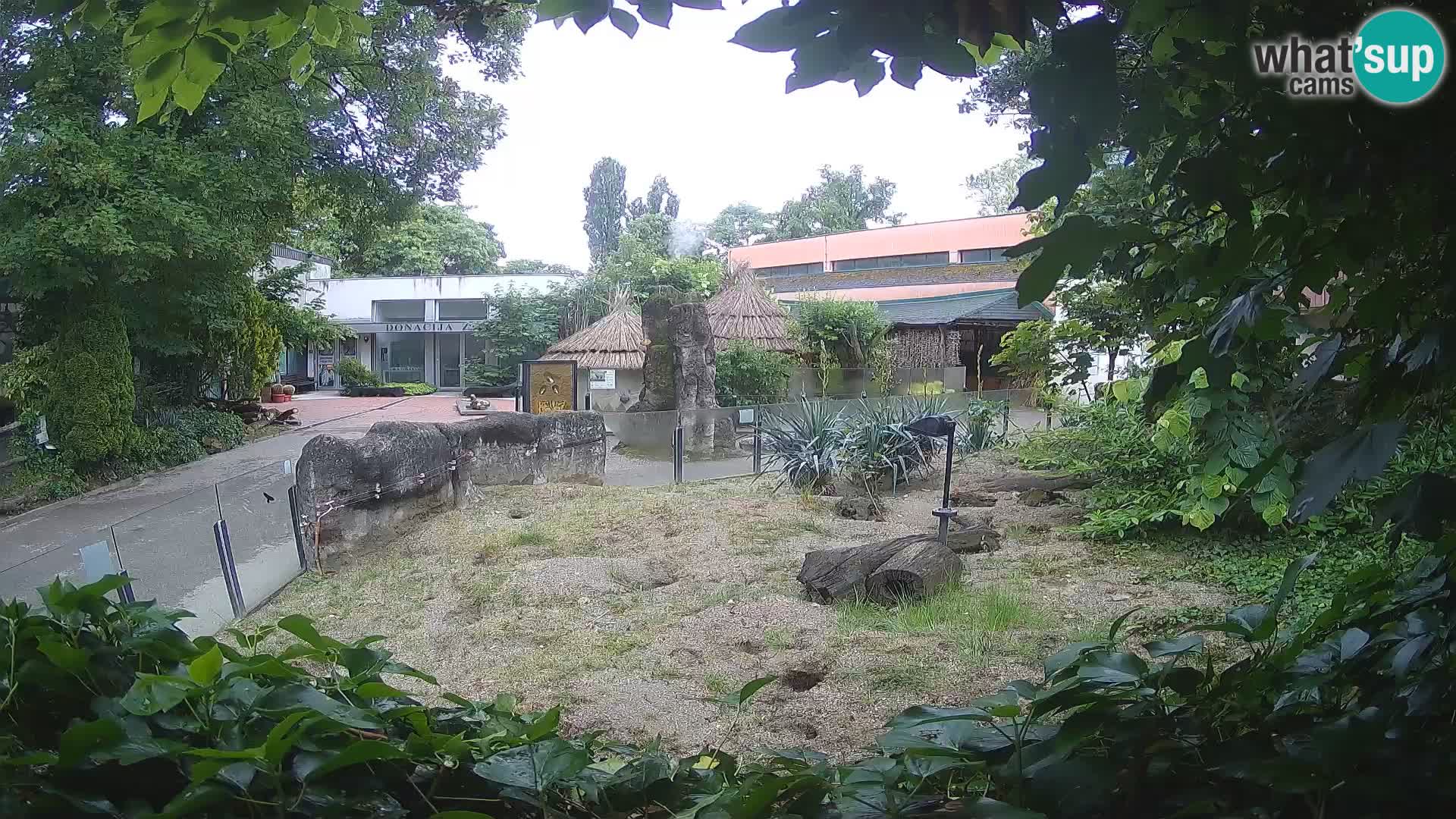 Zoo Zagreb – Meerkat (Suricate)