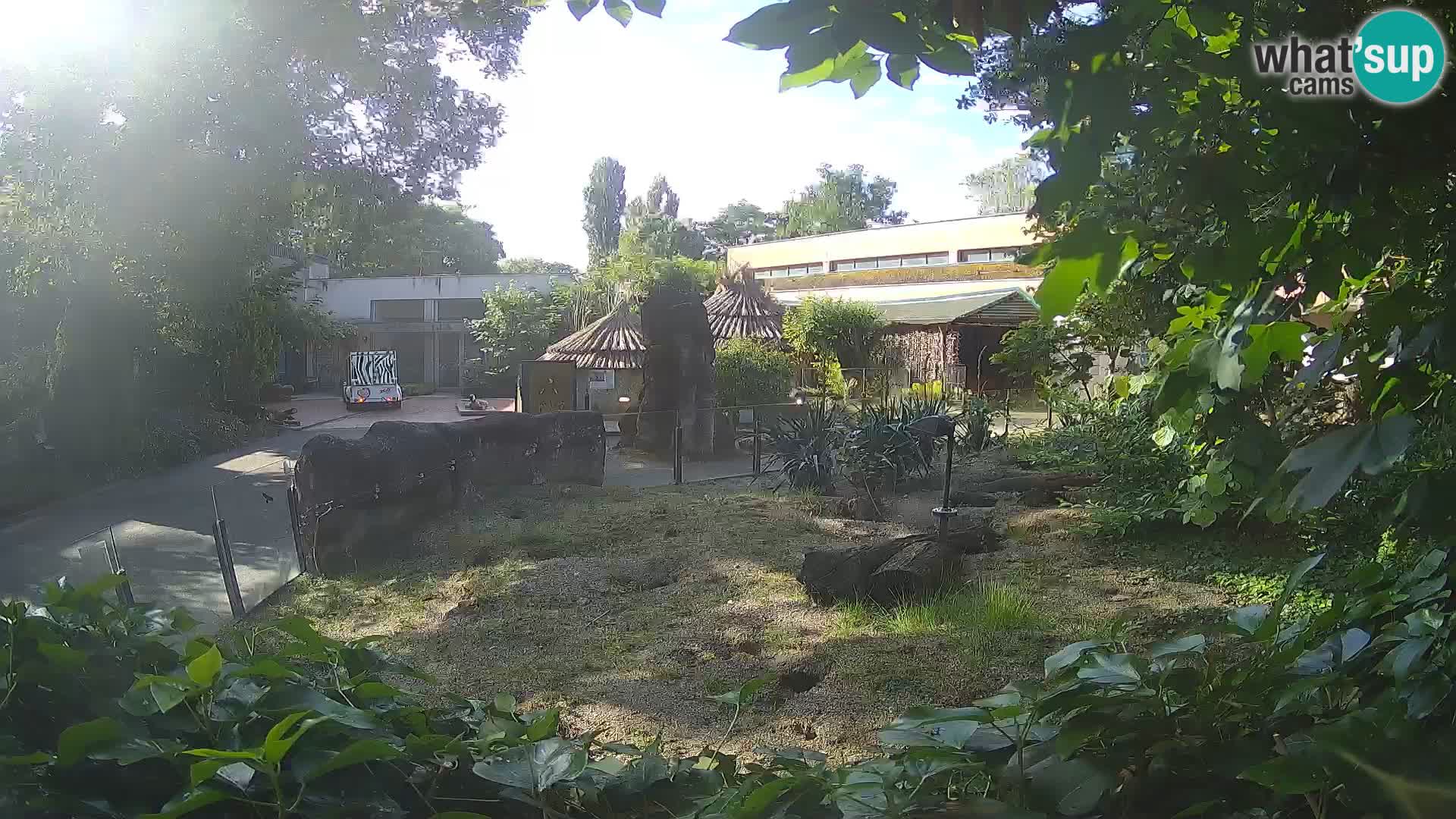 Zoo Zagreb – Meerkat (Suricate)