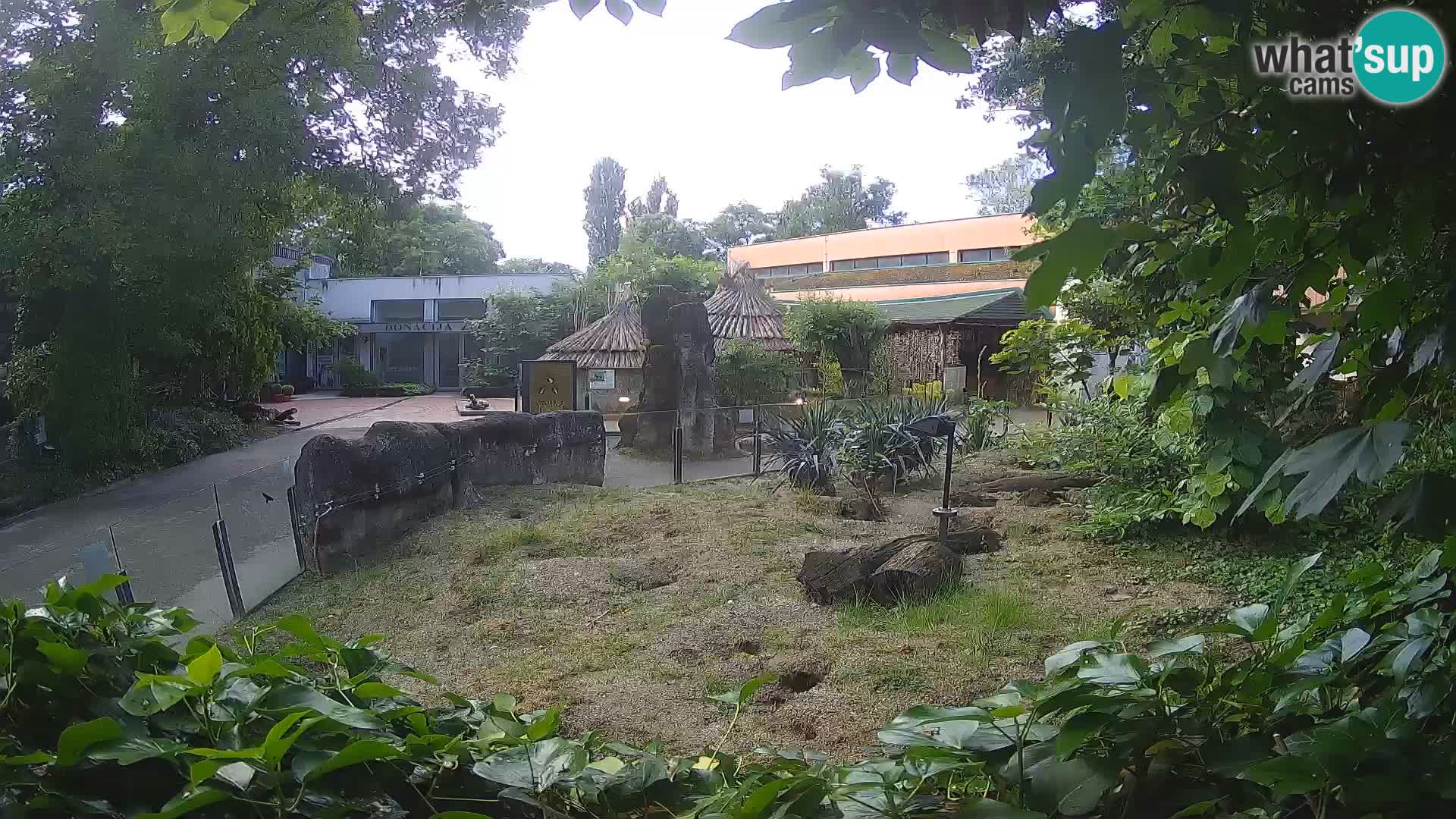 Zoo Zagreb – Merkat