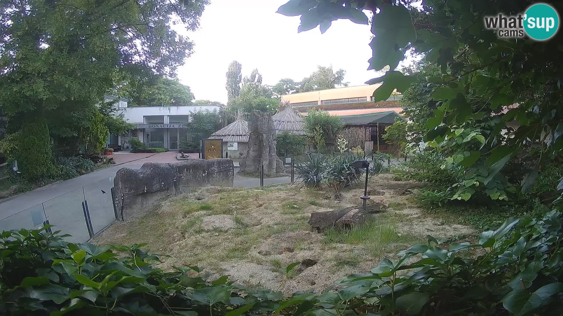 Zoo Zagreb – Suricate