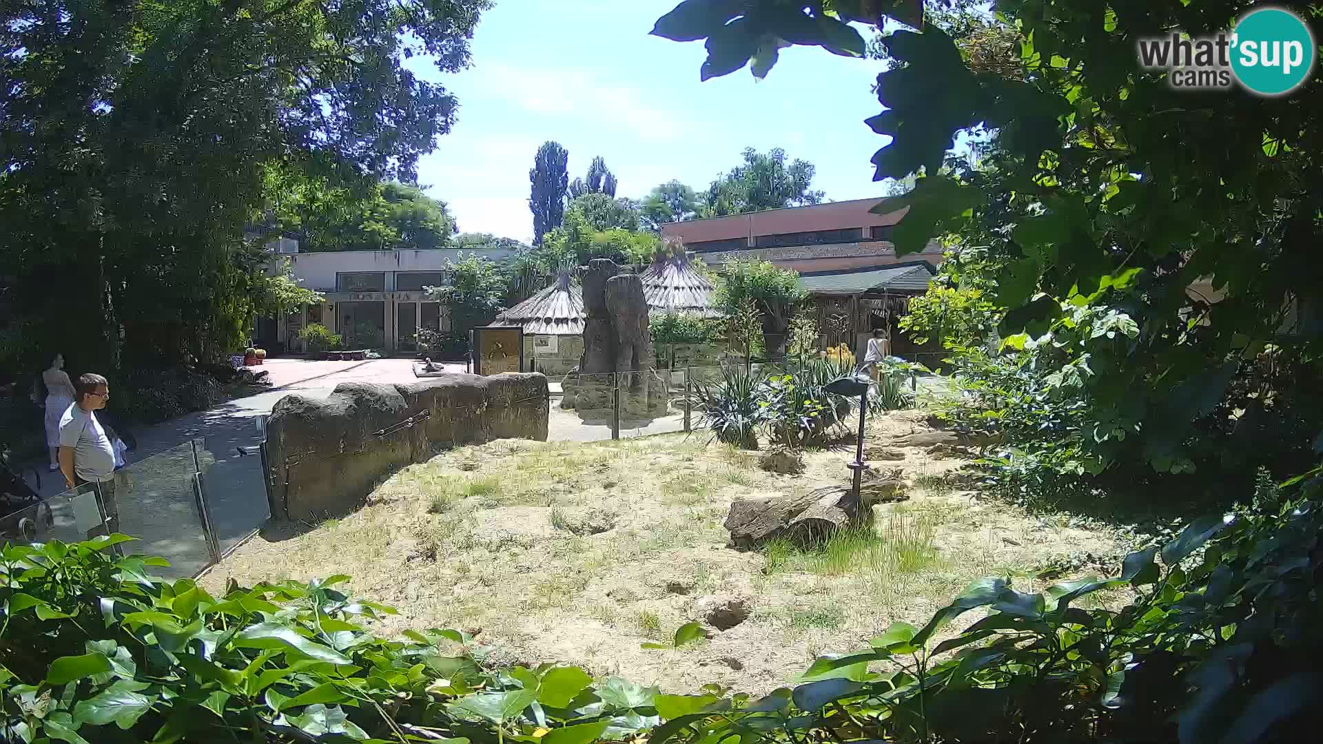 Zoo Zagreb – Suricata