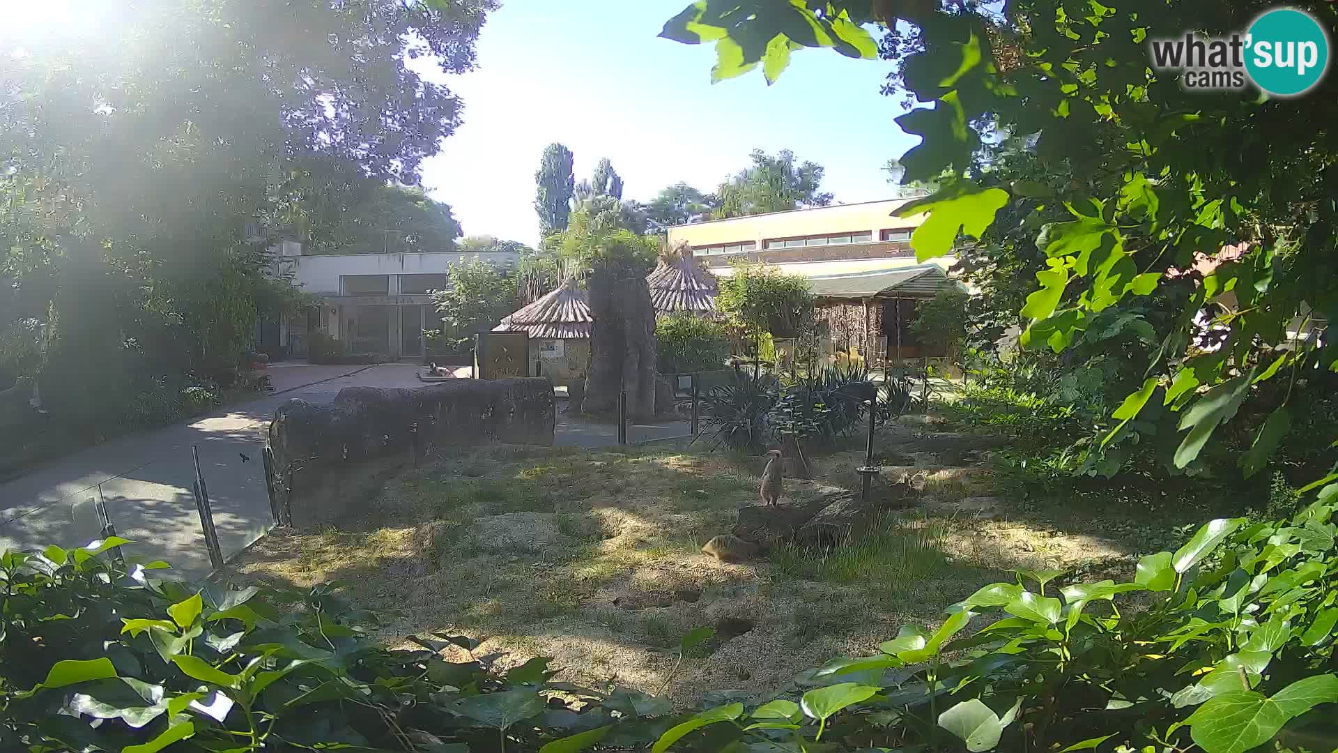 Zoo Zagreb – Meerkat (Suricate)