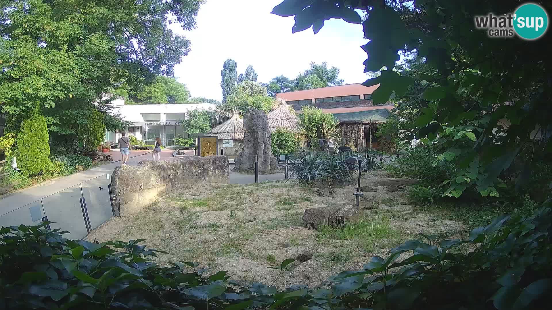Zoo Zagreb – Suricata