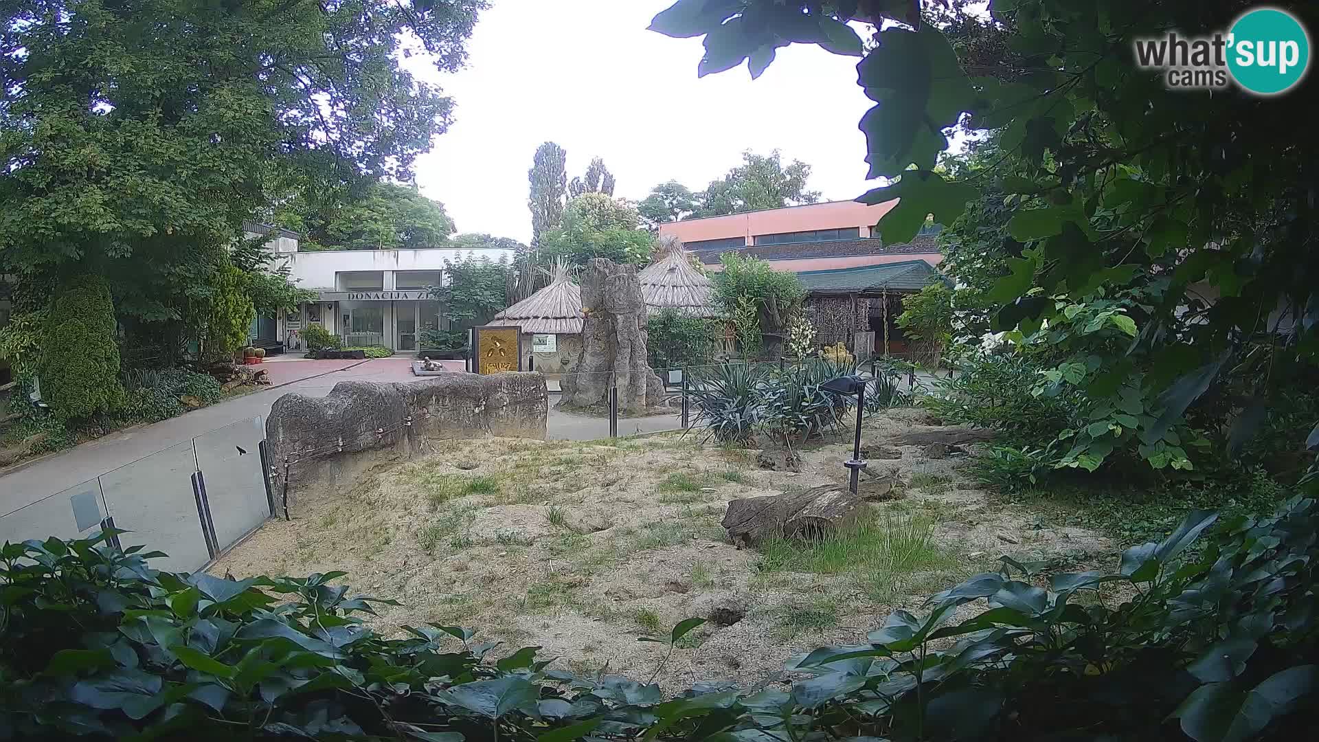 Zoo Zagreb – Surikate