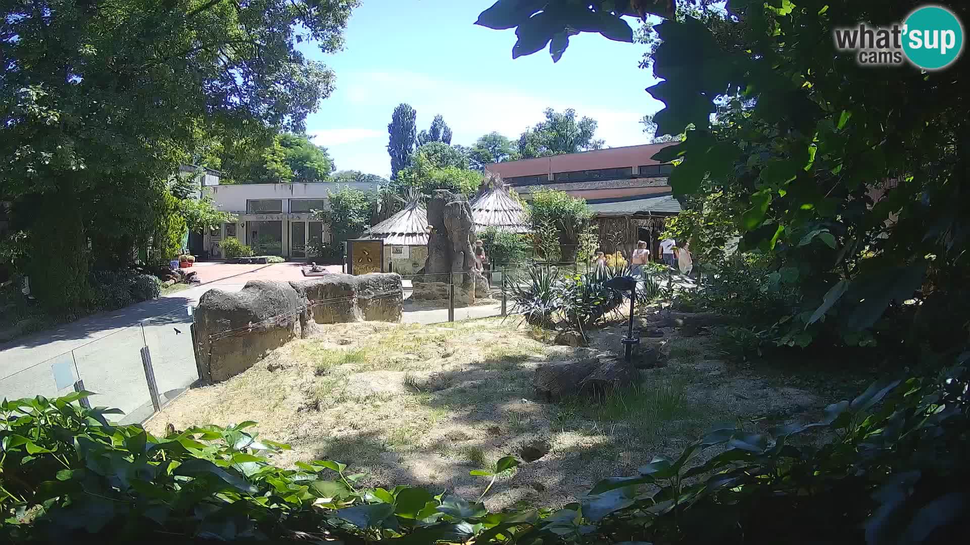 Zoo Zagreb – Meerkat (Suricate)