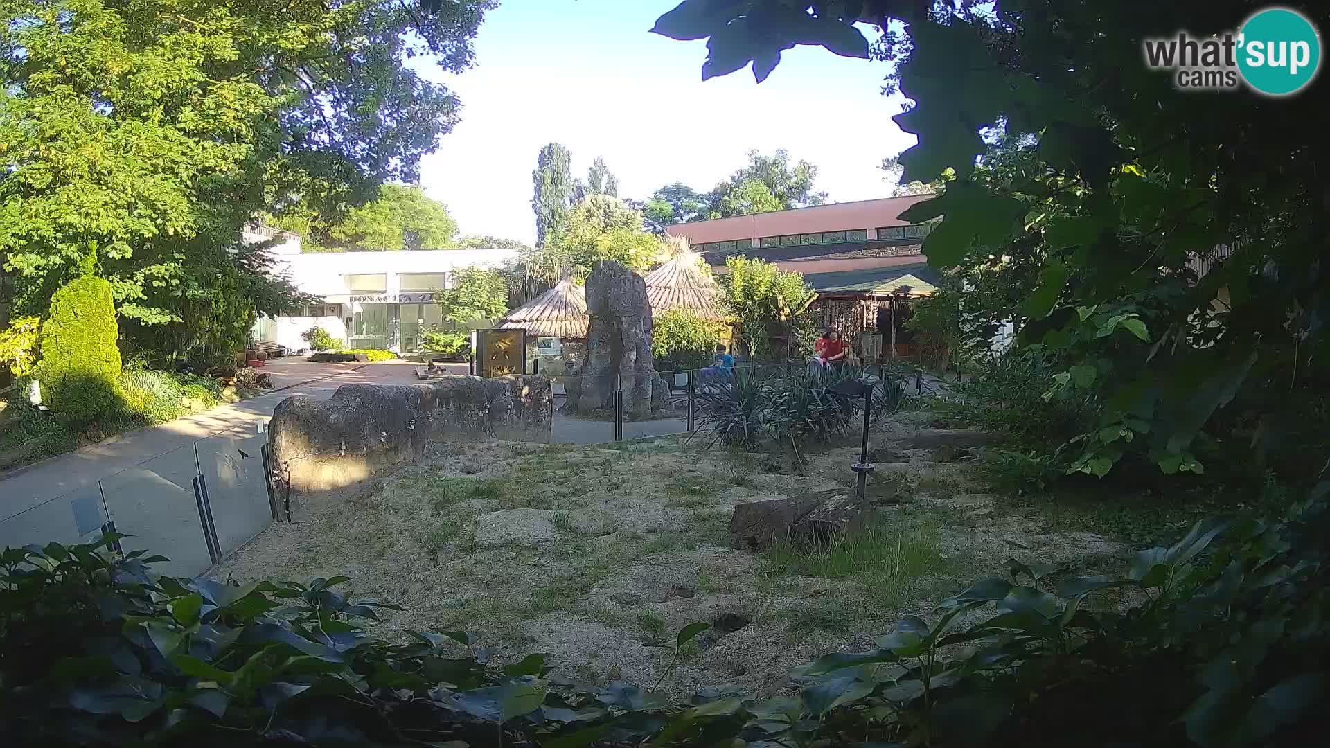 Zoo Zagreb – Meerkat (Suricate)
