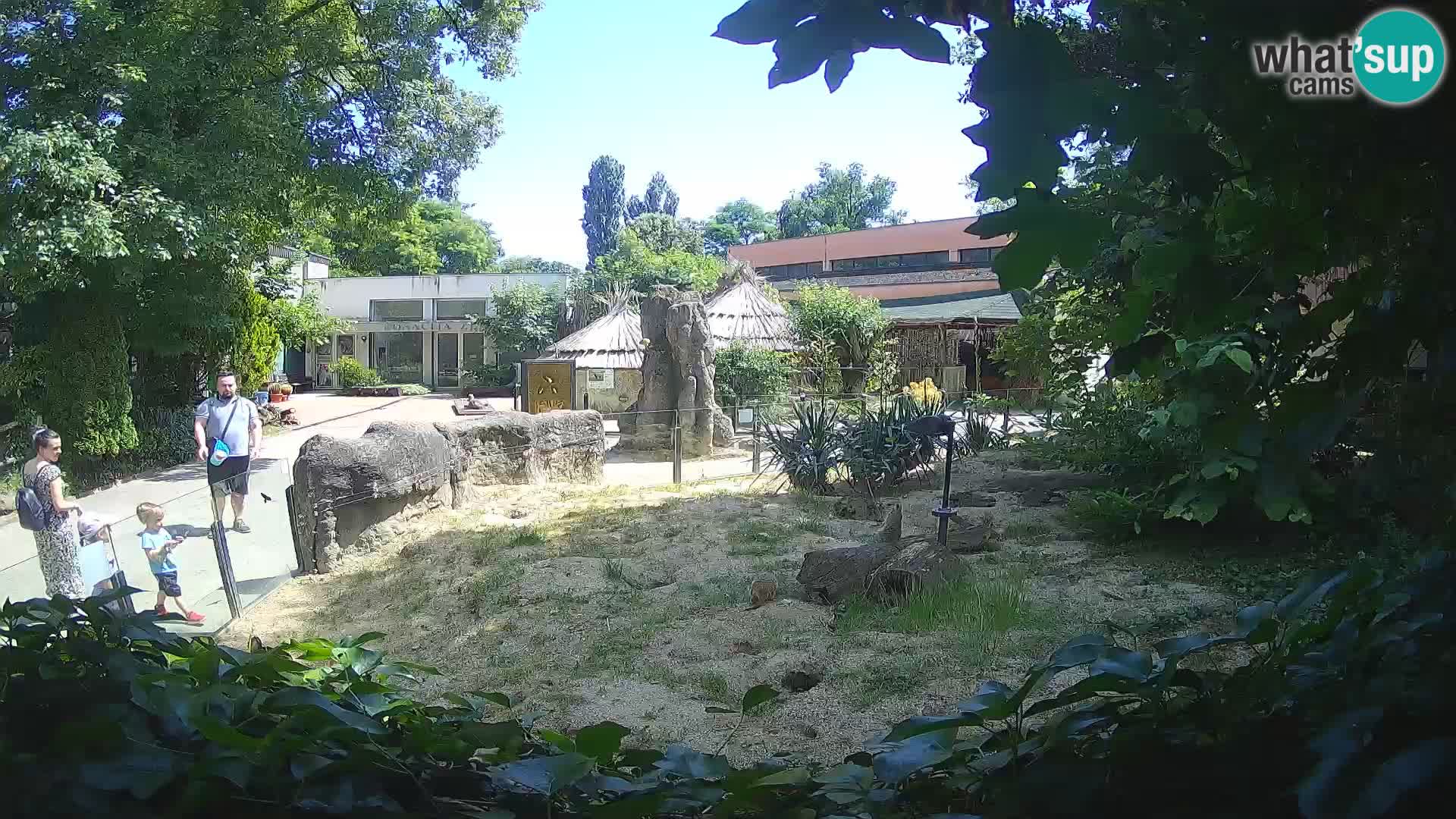 Zoo Zagreb – Meerkat (Suricate)
