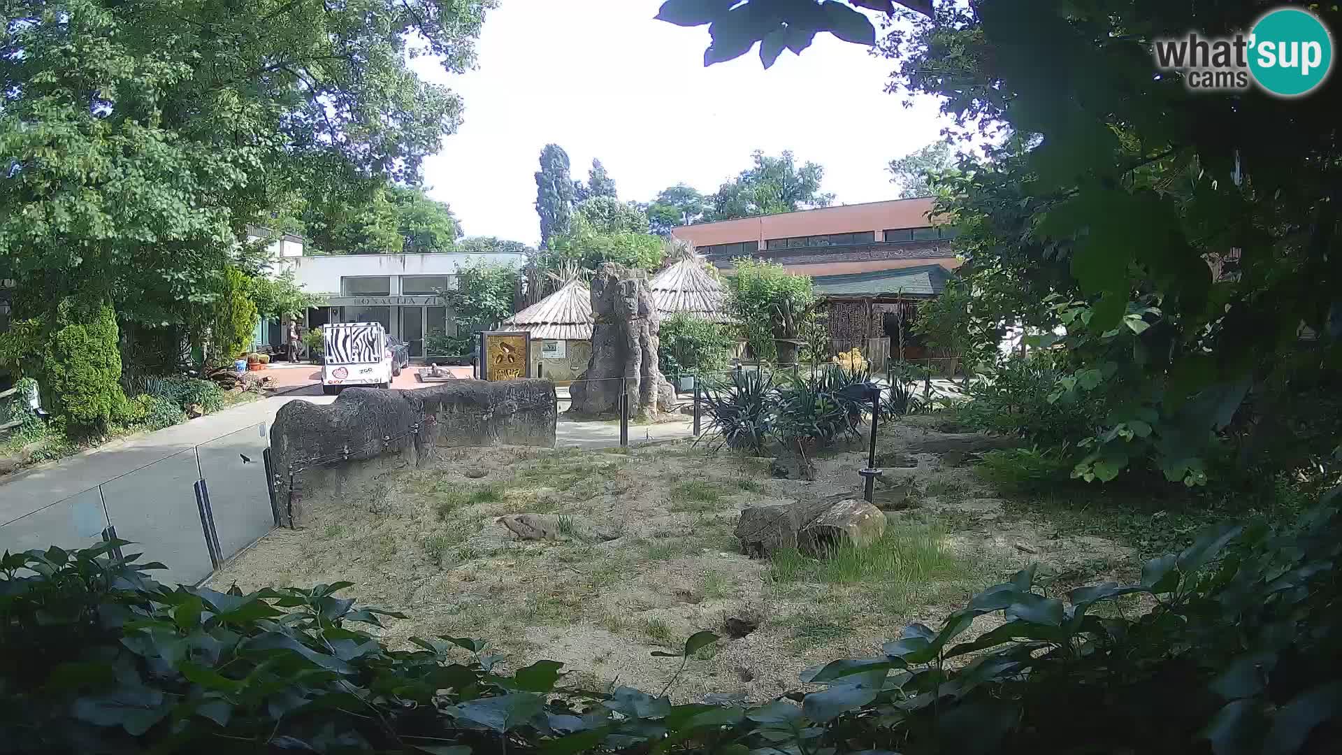 Zoo Zagreb – Meerkat (Suricate)