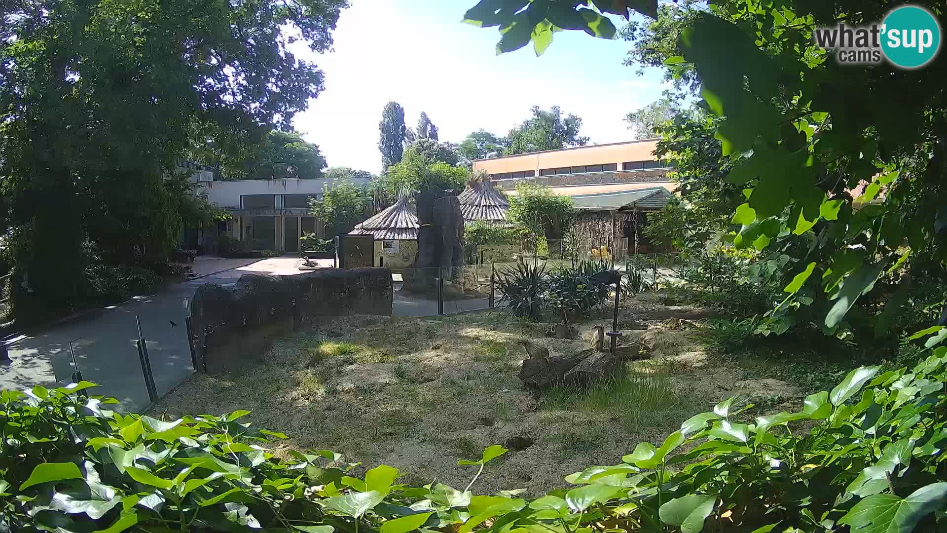 Zoo Zagreb – Suricate