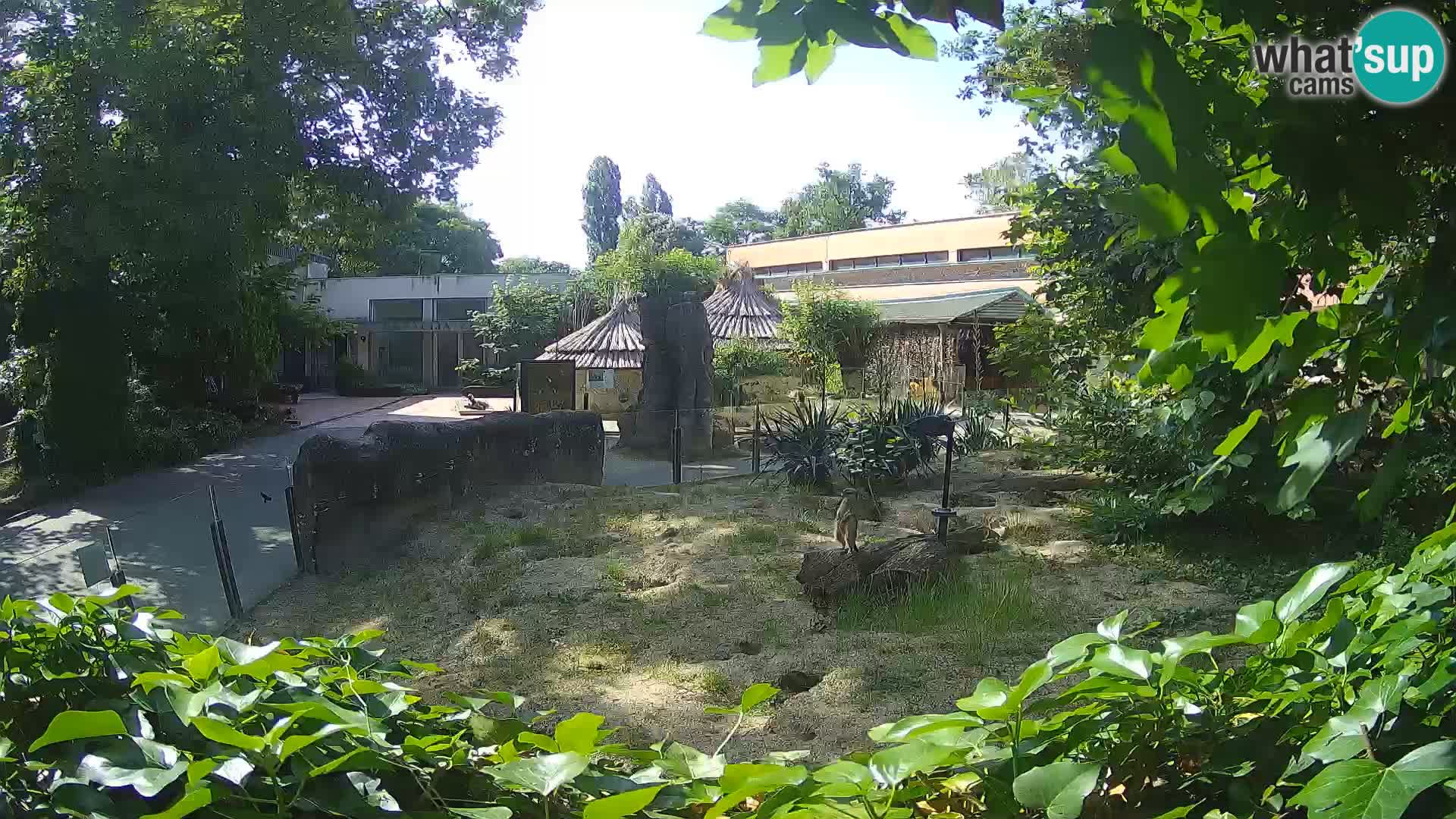 Zoo Zagreb – Meerkat (Suricate)