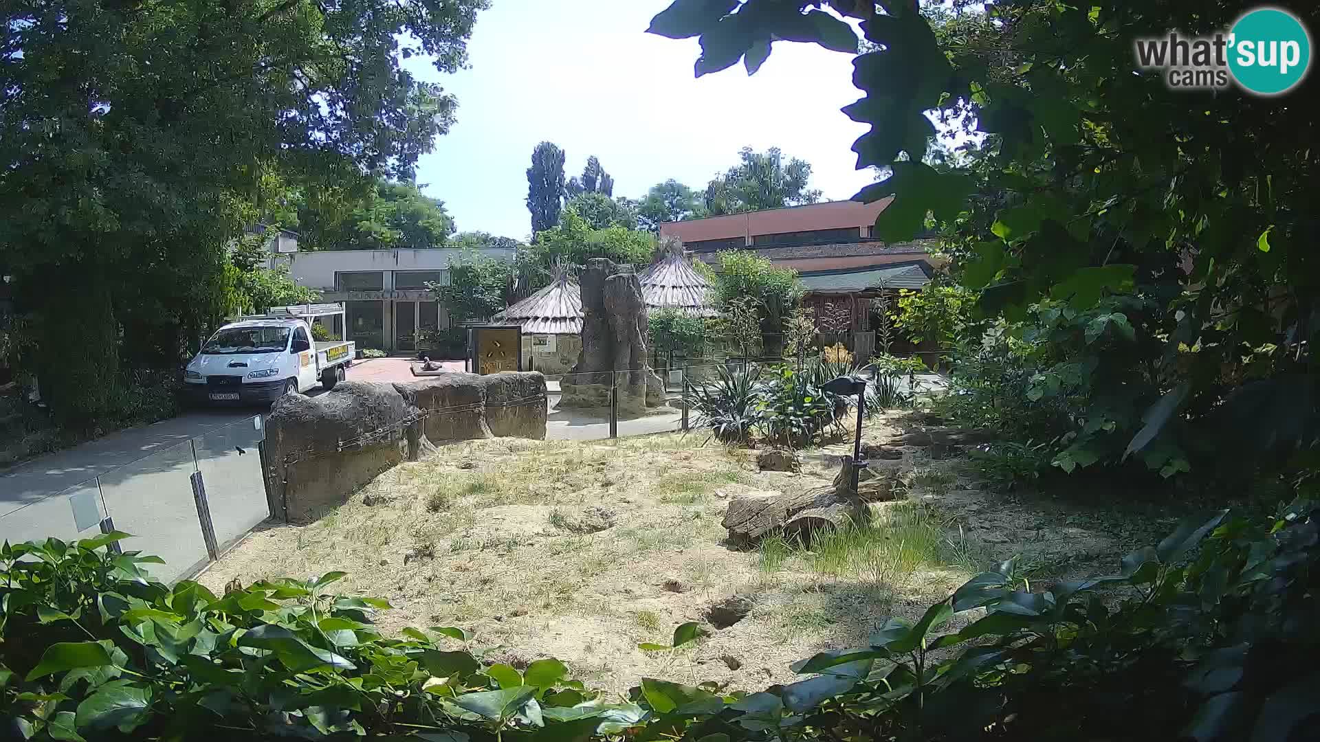 Zoo Zagreb – Suricata