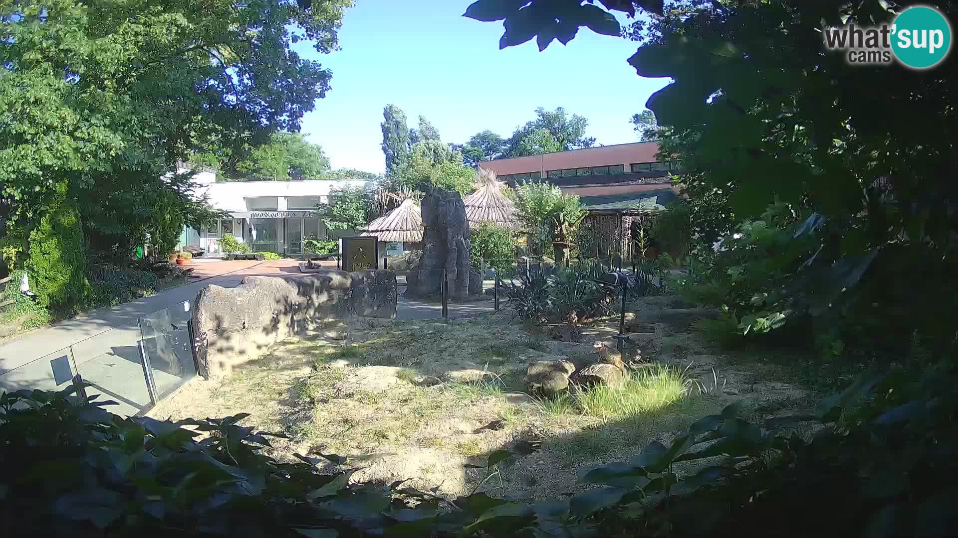 Zoo Zagreb – Suricata