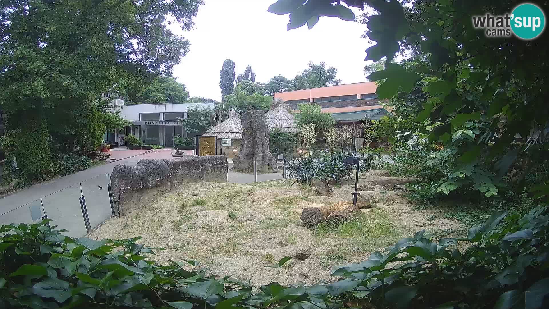 Zoo Zagreb – Meerkat (Suricate)