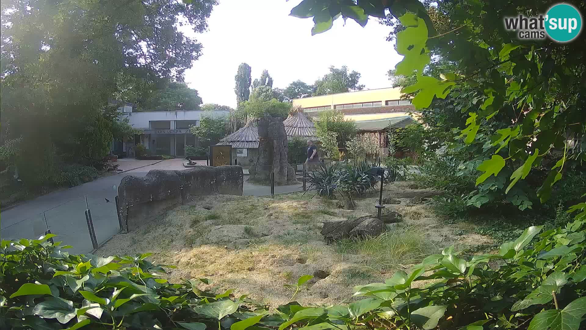 Zoo Zagreb – Meerkat (Suricate)