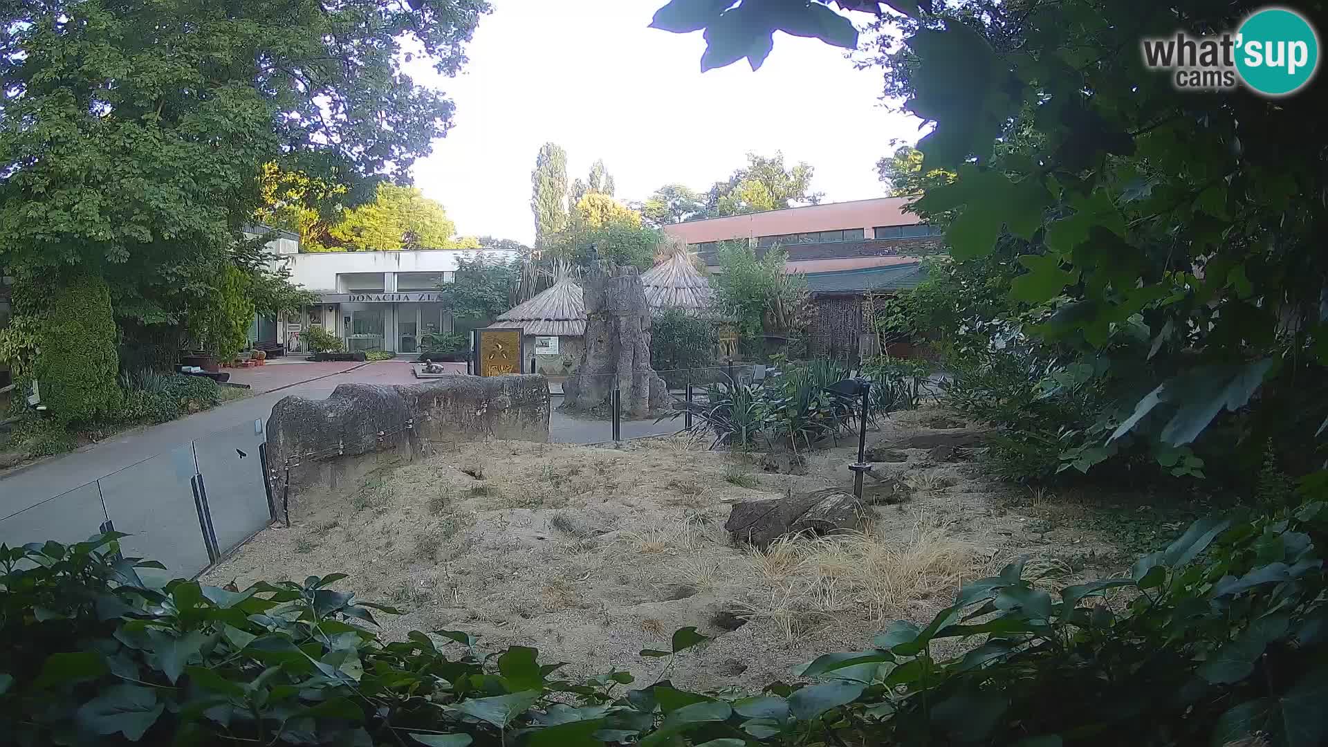 Zoo Zagreb – Meerkat (Suricate)