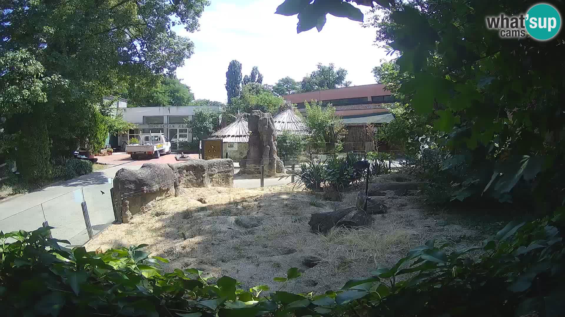 Zoo Zagreb – Suricata