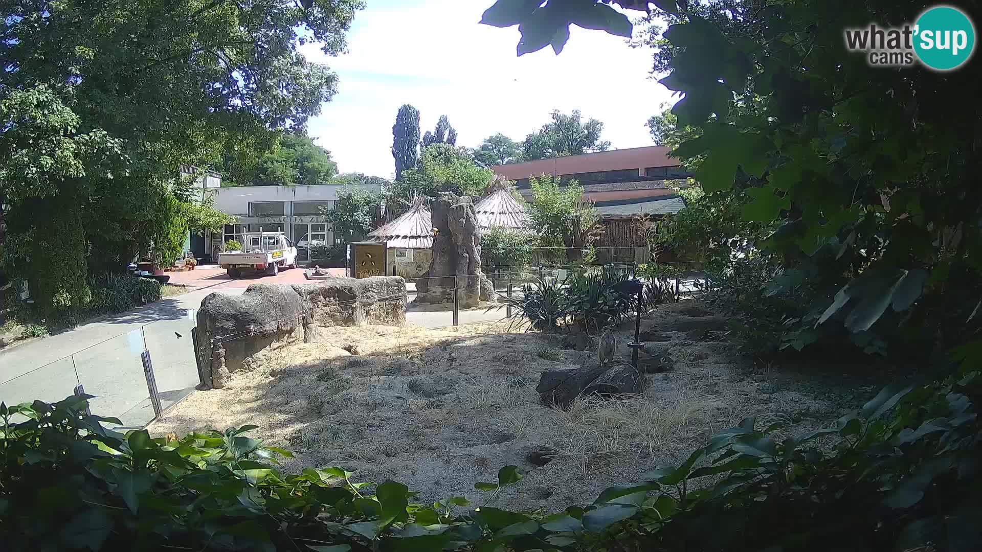 Zoo Zagreb – Erdmännchen