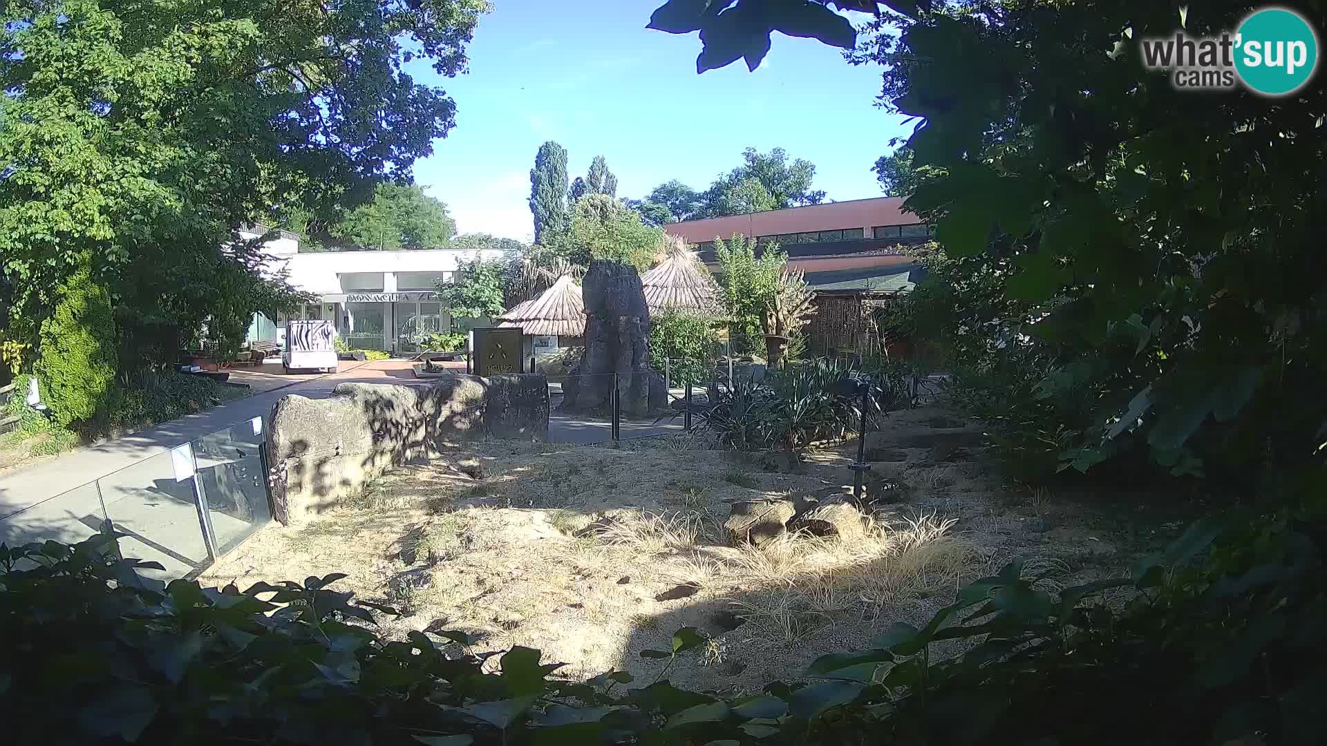 Zoo Zagreb – Meerkat (Suricate)