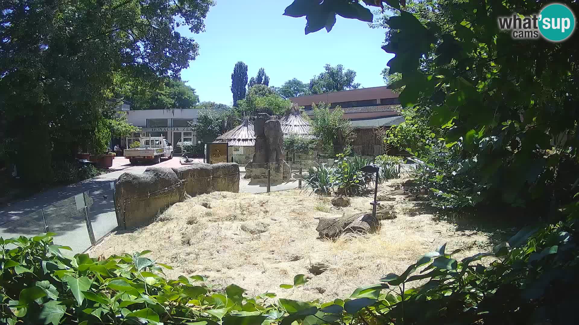 Zoo Zagreb – Suricata
