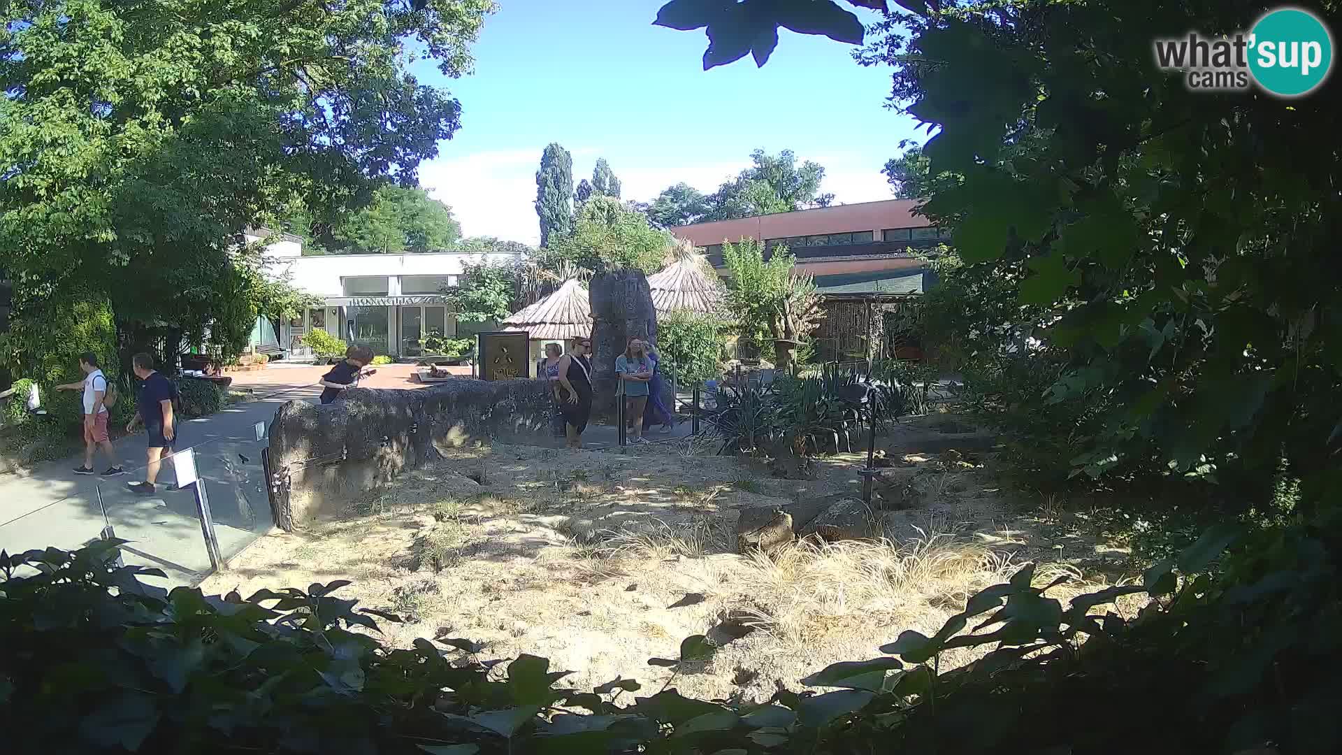 Zoo Zagreb – Surikate