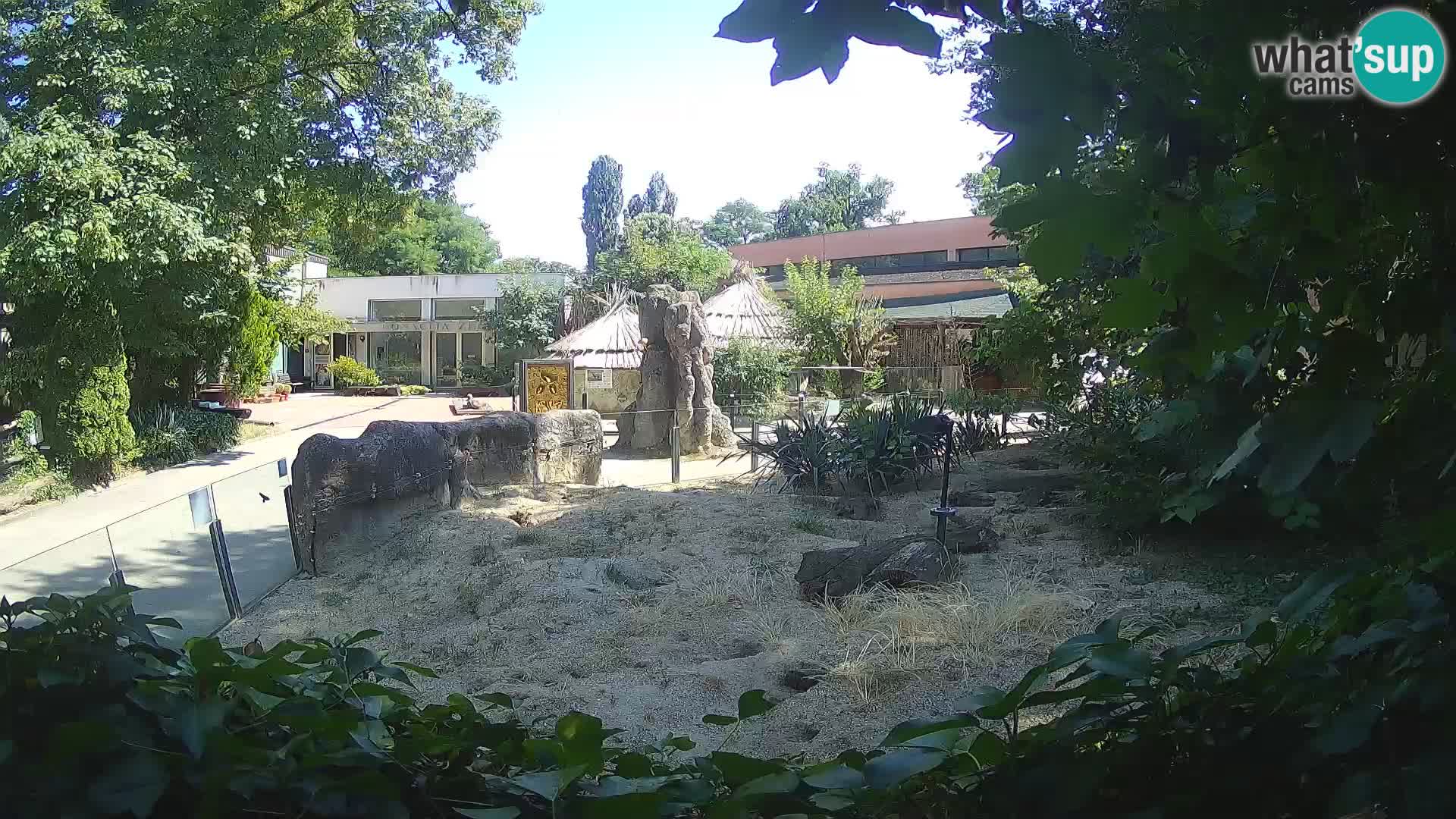Zoo Zagreb – Suricata