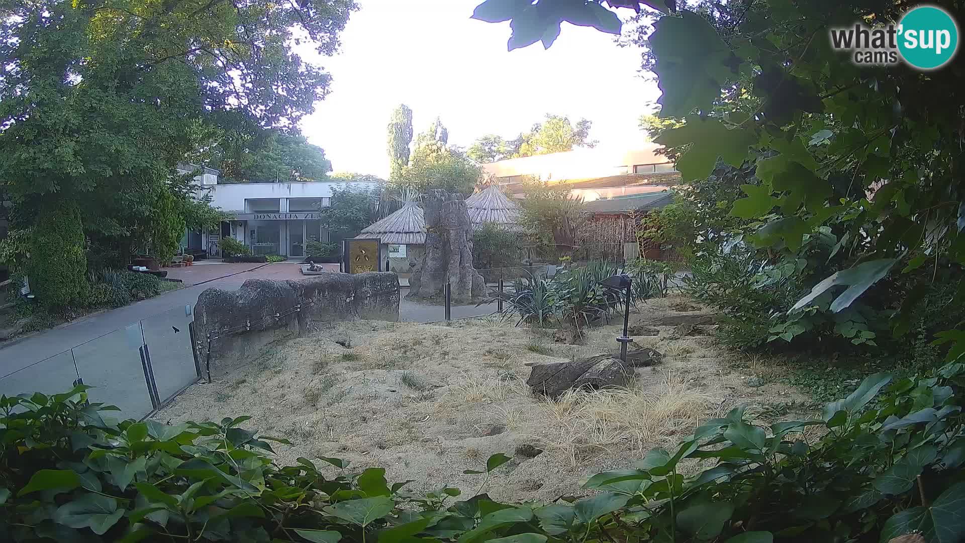 Zoo Zagreb – Merkat