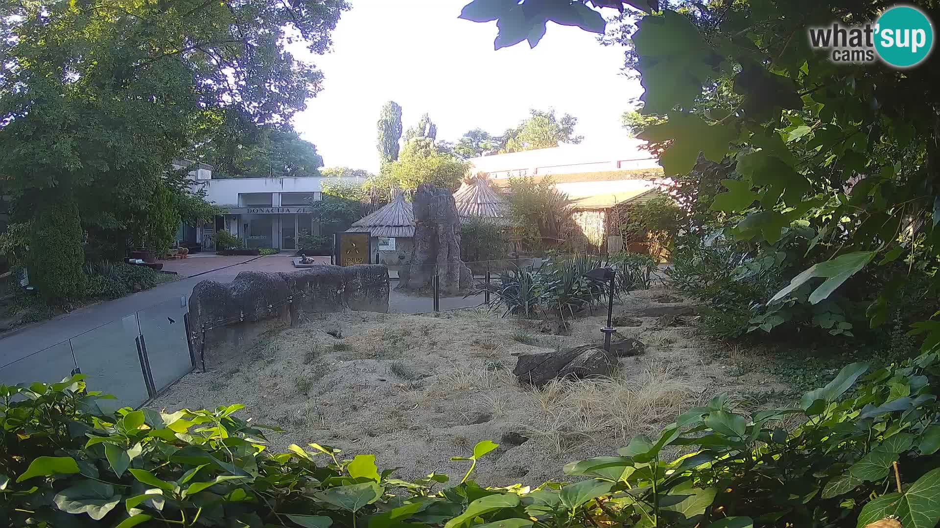 Zoo Zagreb – Meerkat (Suricate)