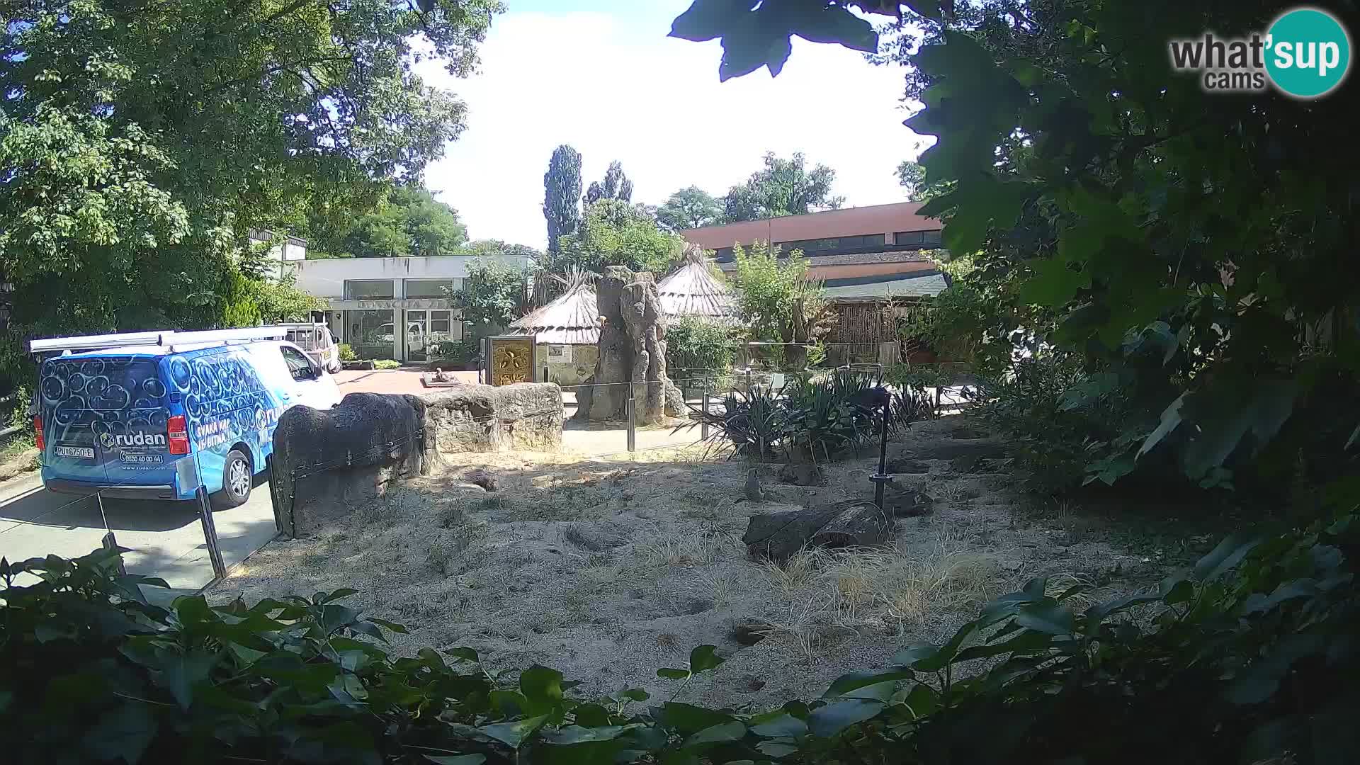 Zoo Zagreb – Meerkat (Suricate)