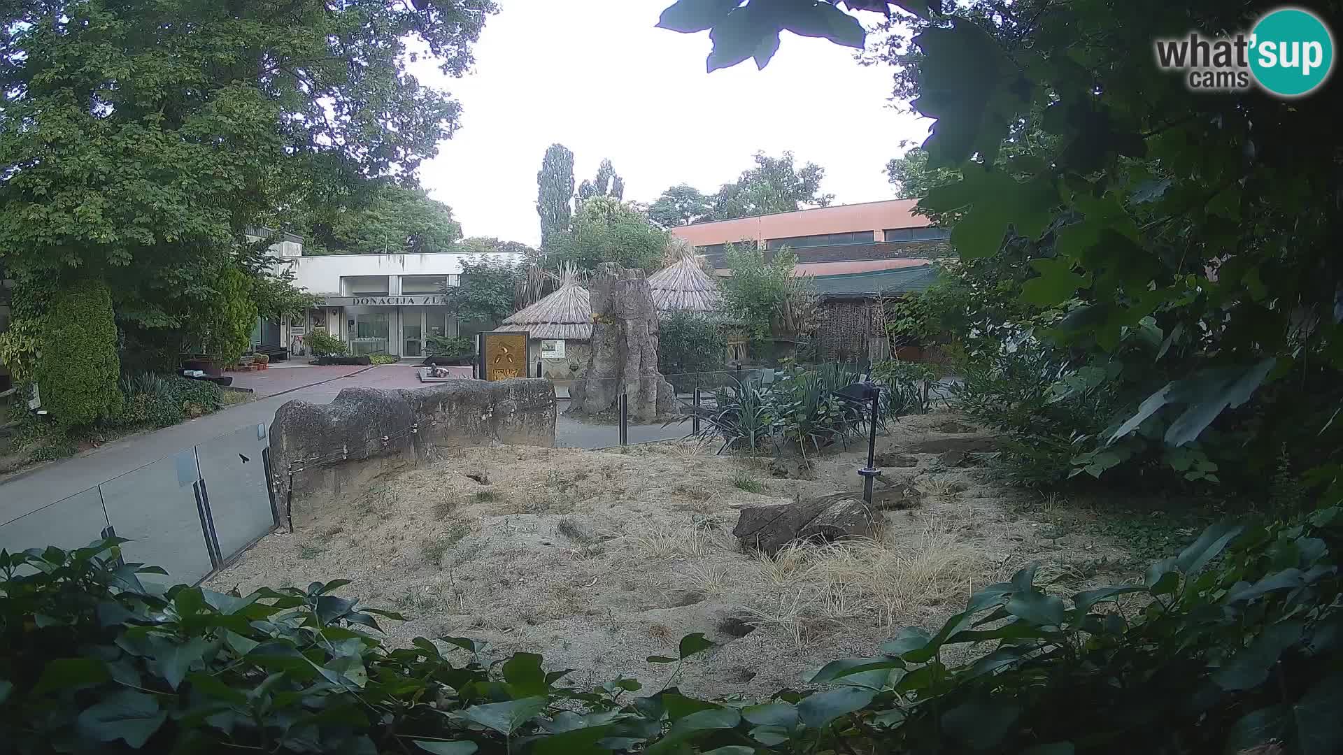Zoo Zagreb – Meerkat (Suricate)