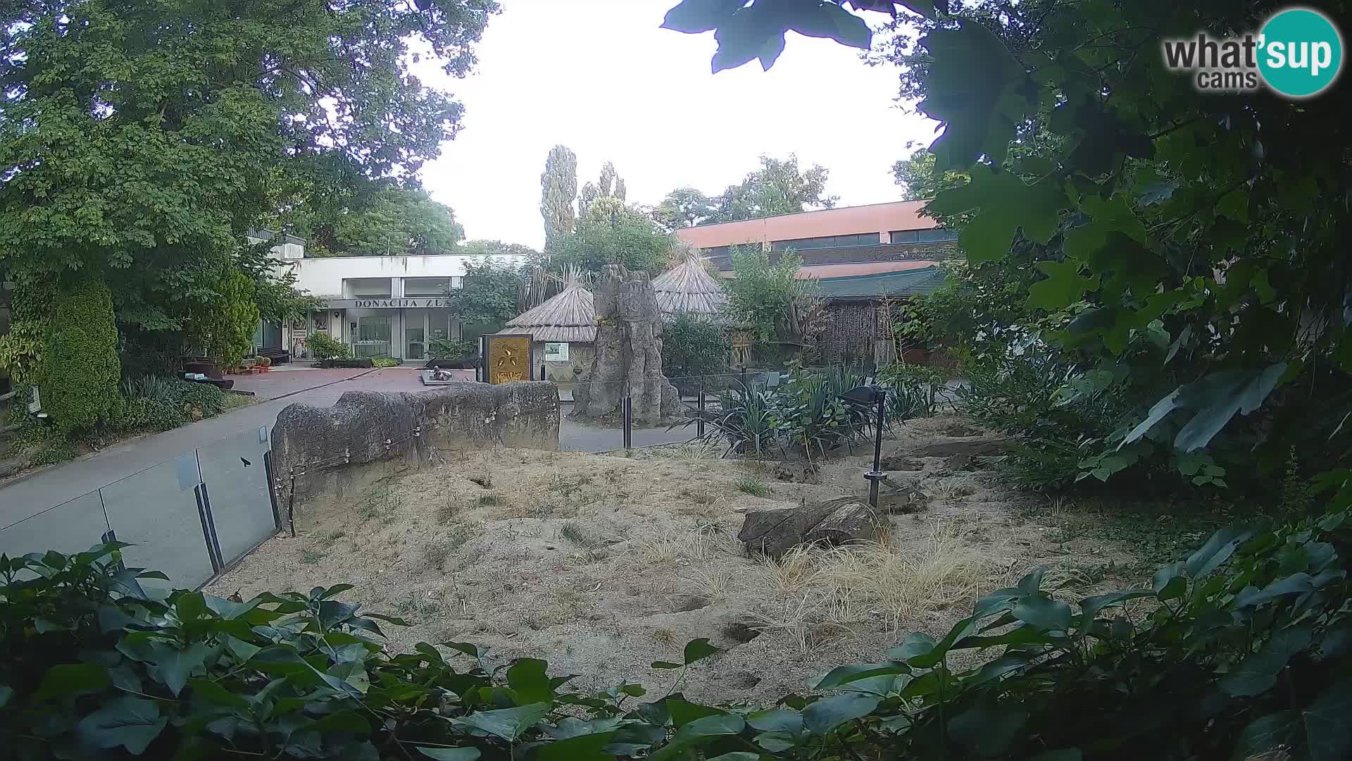 Zoo Zagreb – Suricata