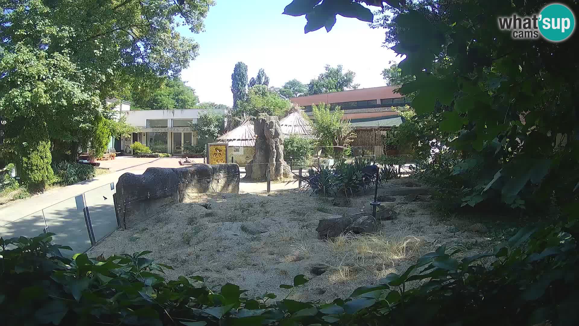 Zoo Zagreb – Surikate