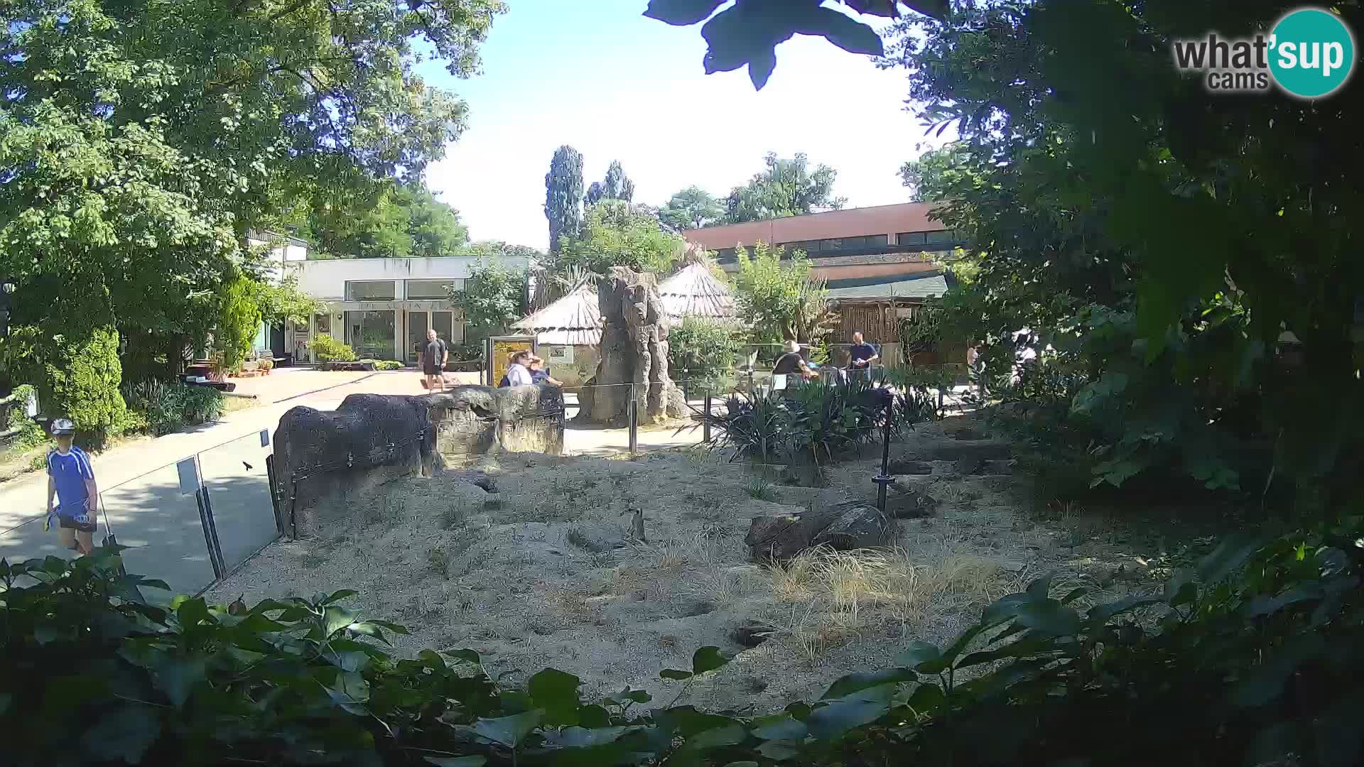 Zoo Zagreb – Merkat
