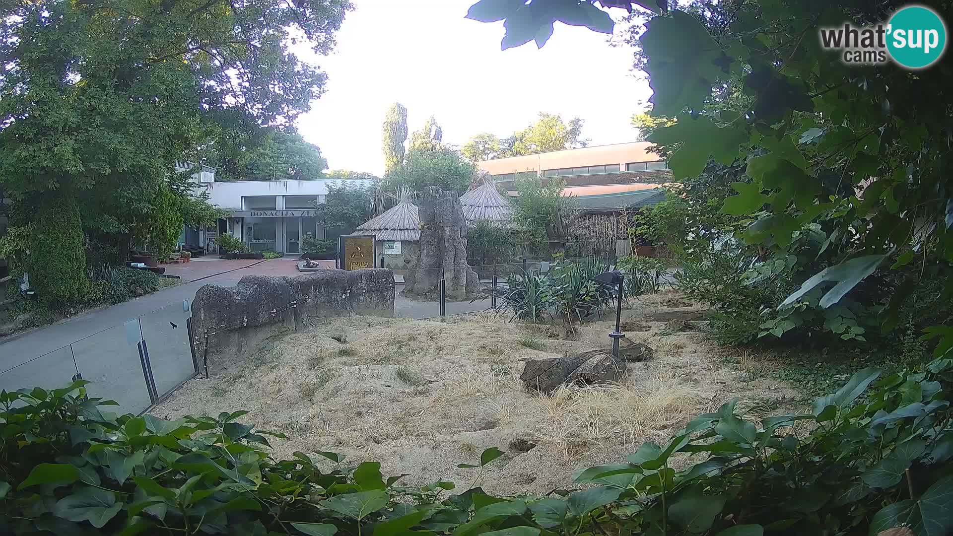 Zoo Zagreb – Merkat