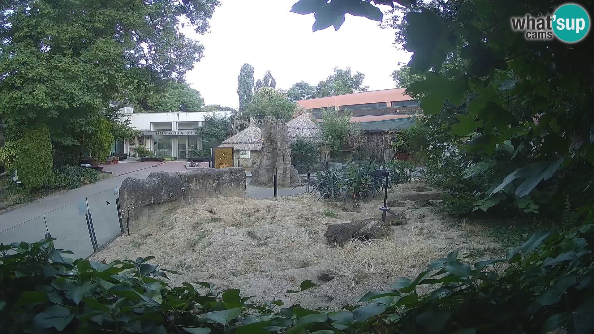 Zoo Zagreb – Suricate